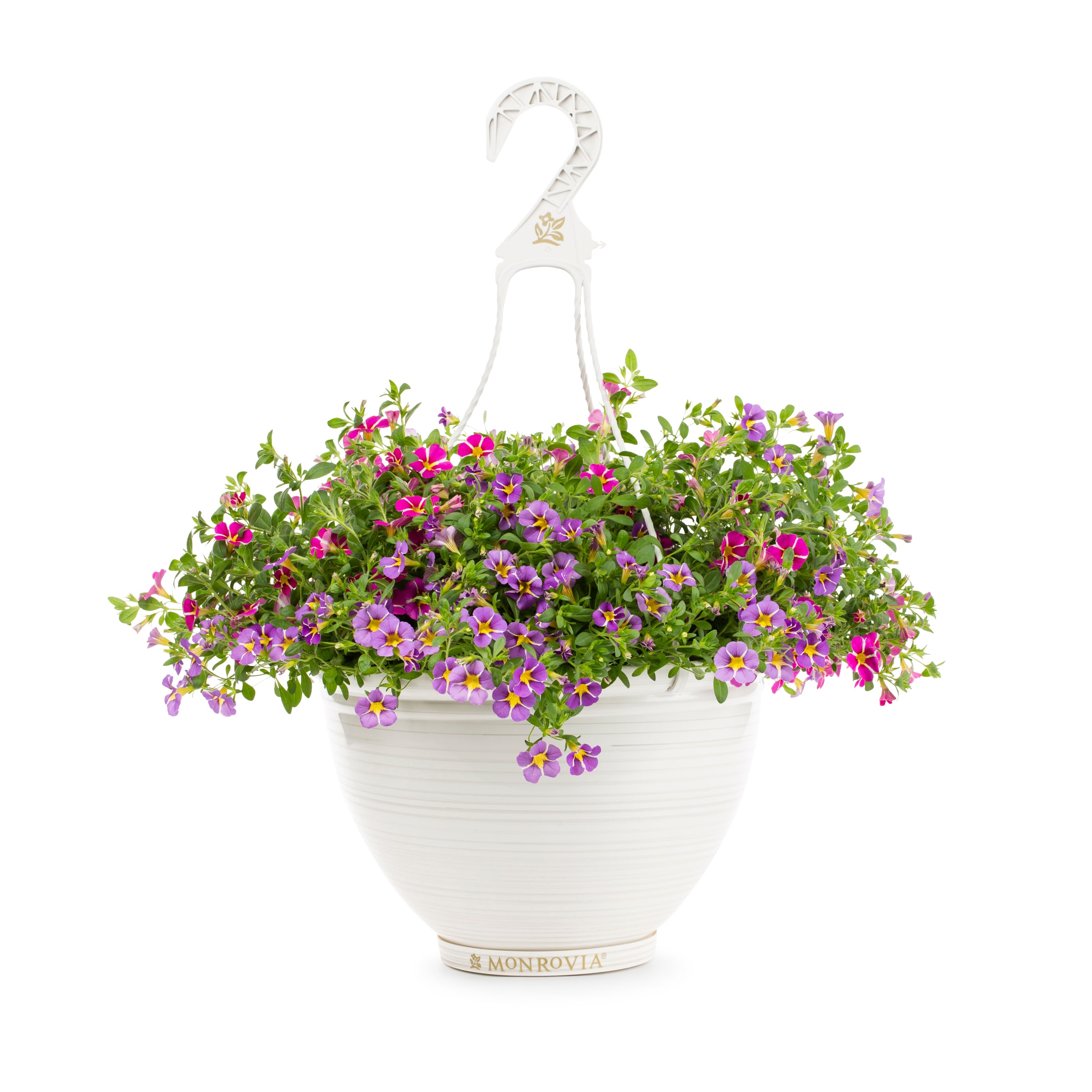 Lowe's NURSERY Multicolor Trixi Starspinner in 2.5 Gallon(s) Hanging basket 1 -Pack