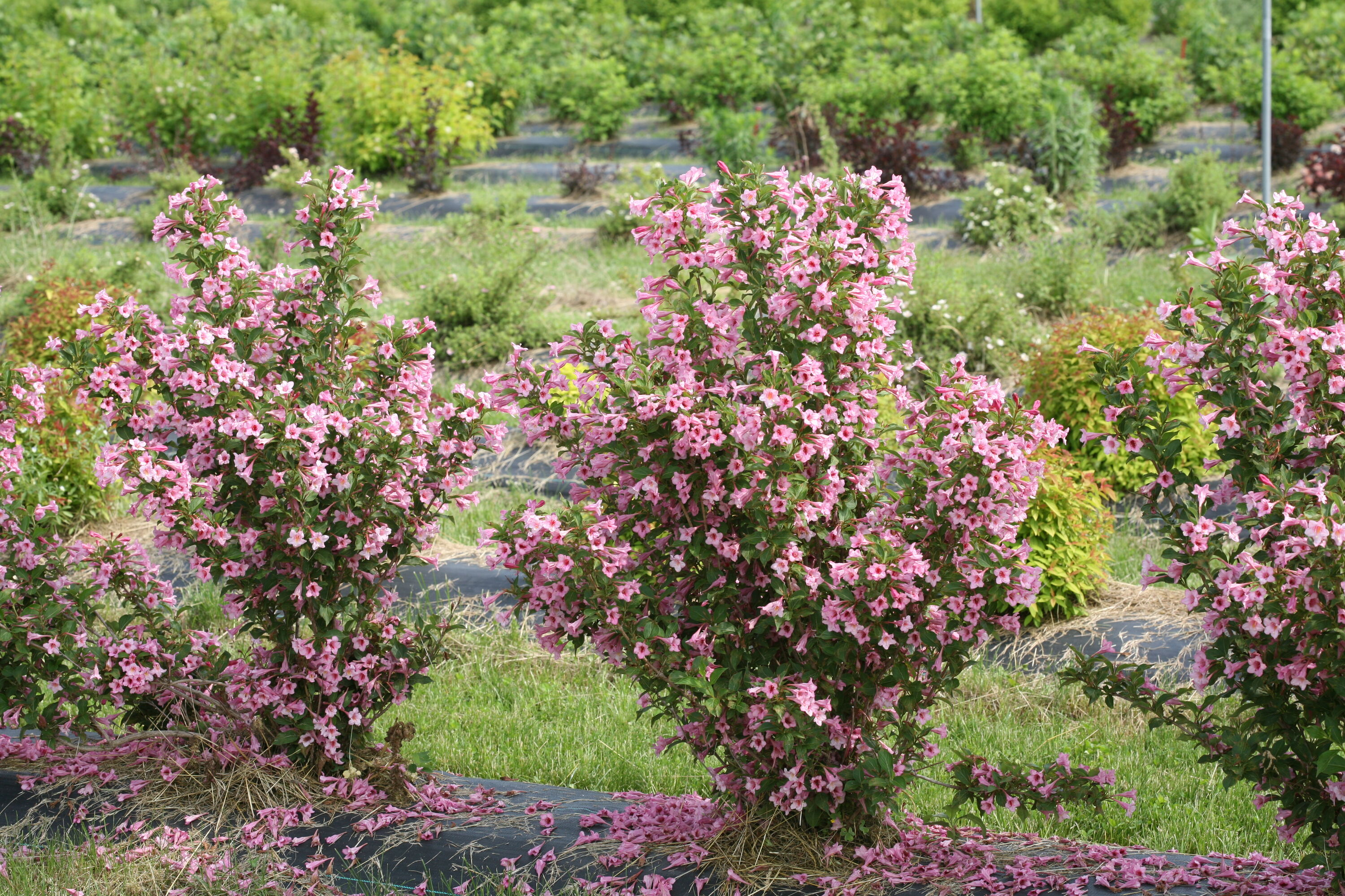 Proven Winners WEIPRC1107800 shrubs - View #3