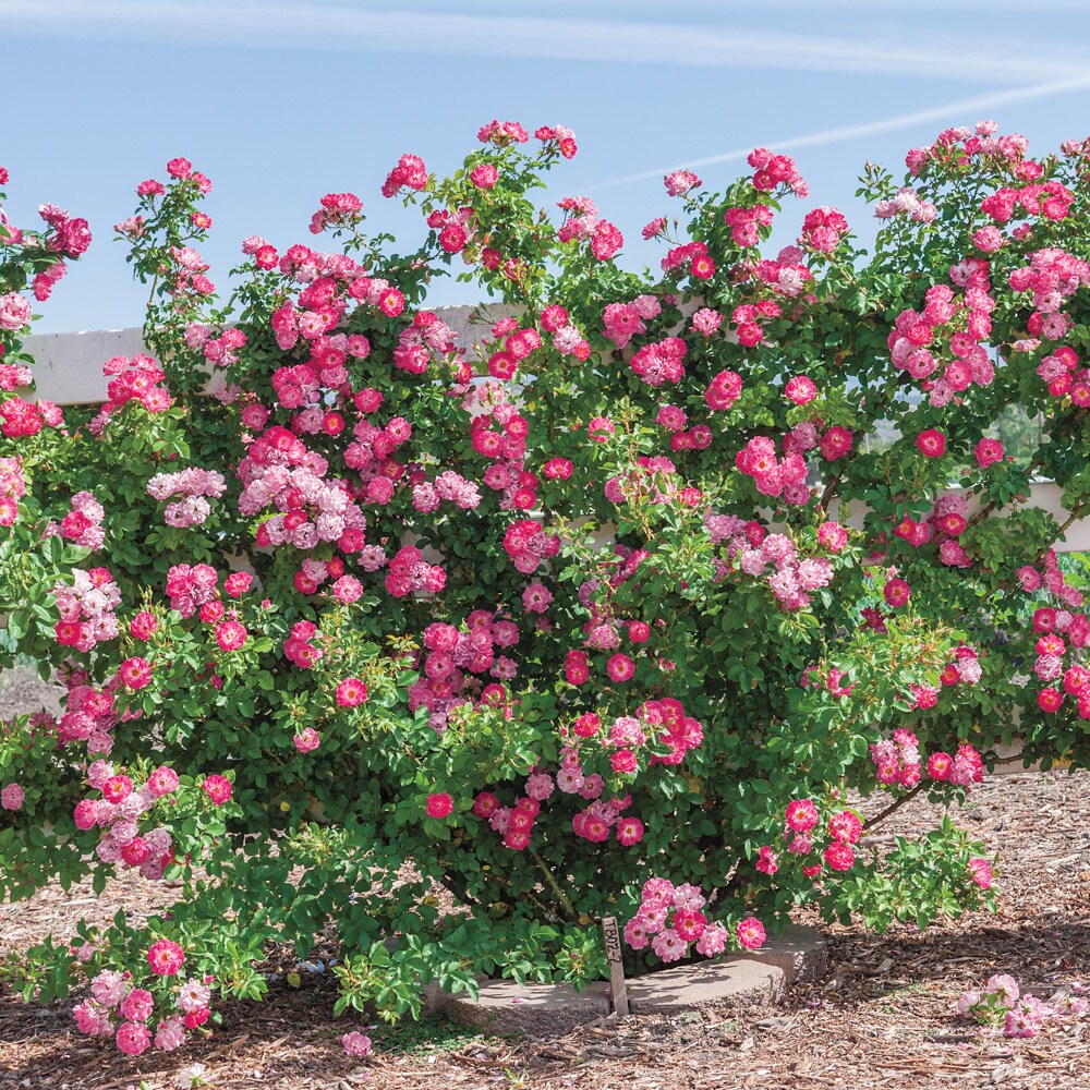 Spring Hill Nurseries 63455 roses - View #4