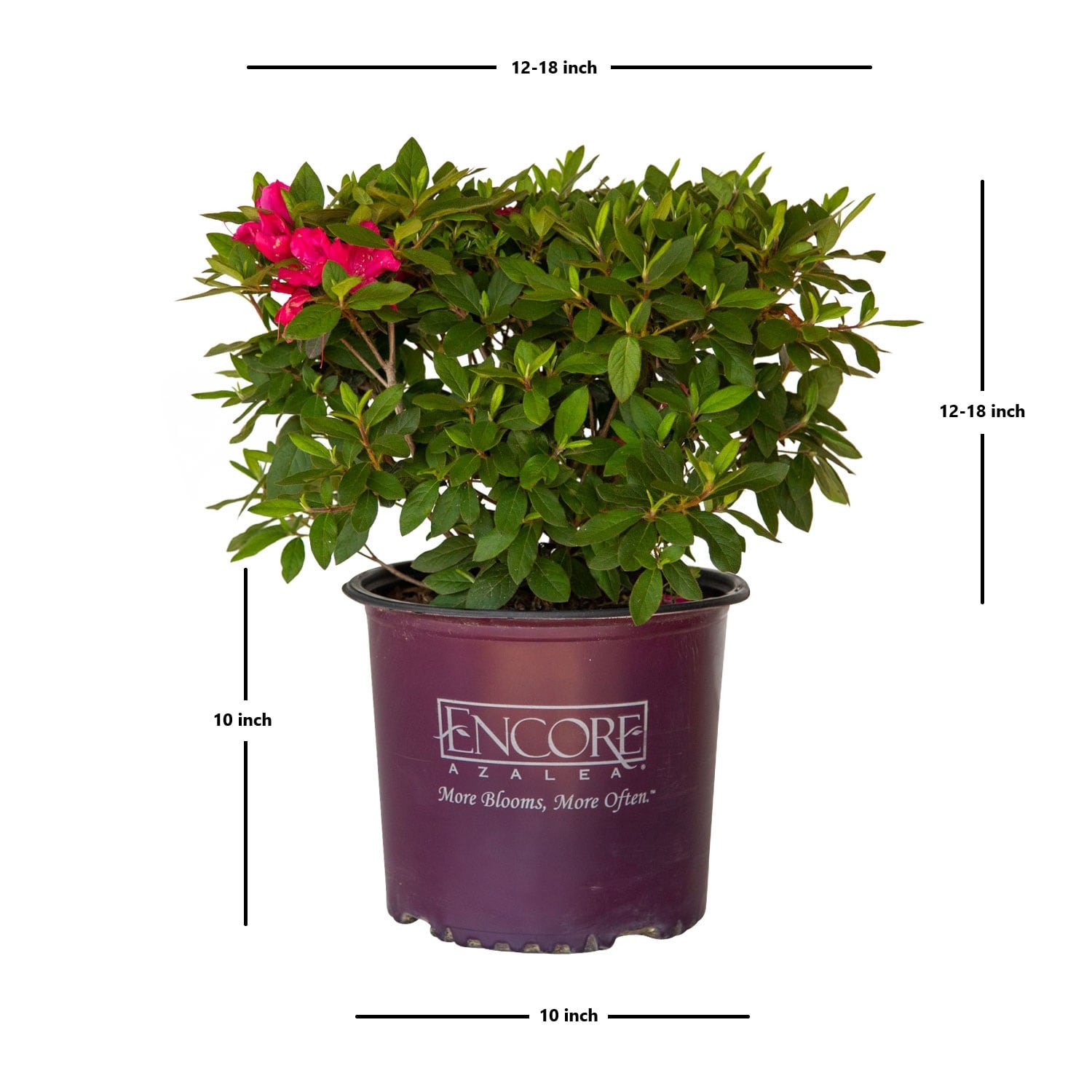 Encore Azalea 80413-1 shrubs - View #8