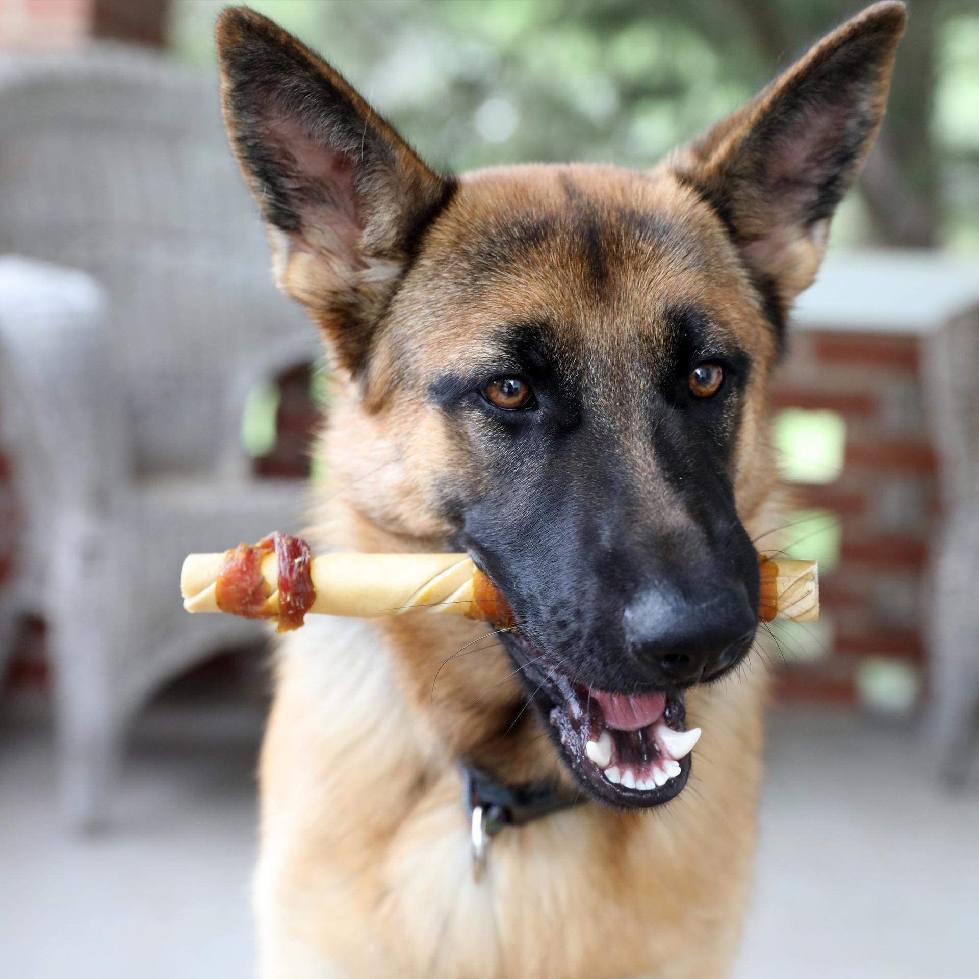WILD EATS 44068 Dog-Treats - View #5