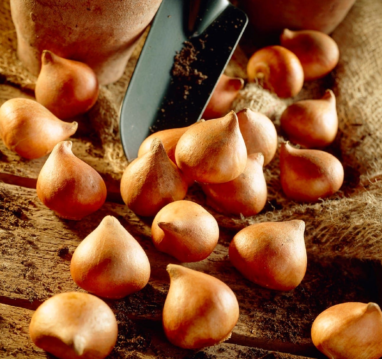 Van Zyverden 87024 Plant-Bulbs - View #4