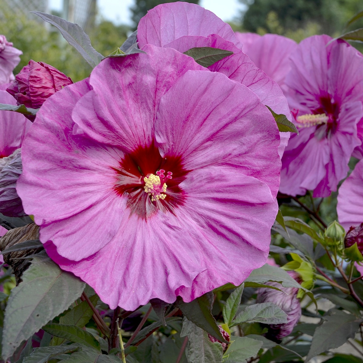 National Plant Network Pink Berry Awesome Flowering Shrub in 2