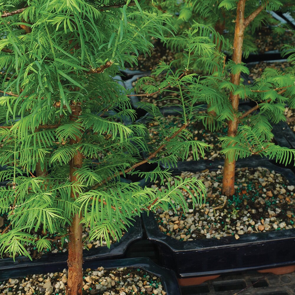 Brussel's Bonsai DT8006DR hseplants - View #2