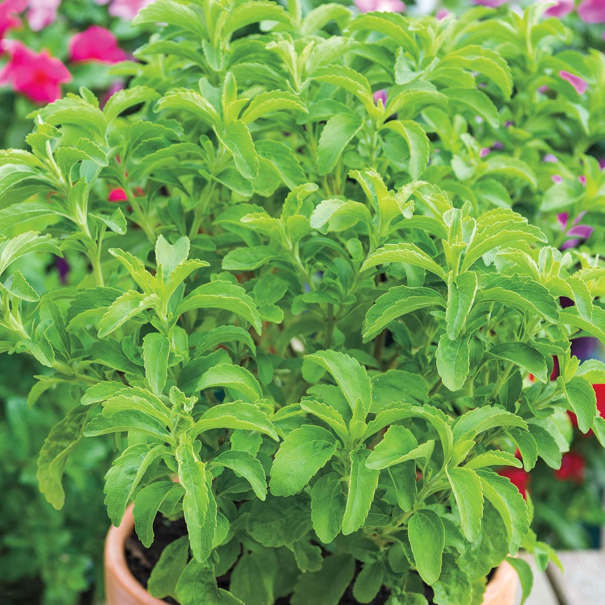 Gurney's Seed and Nursery 04991 Sweet Leaf Stevia Candy Bare Root Vegetable Plant Plant in Bareroot