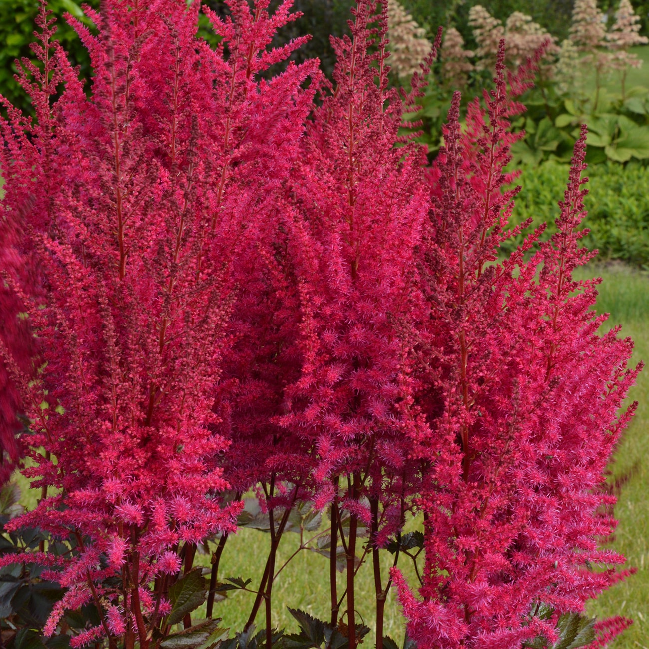 Van Zyverden Red Astilbe Bulbs Bagged 3-Count in the Plant Bulbs ...