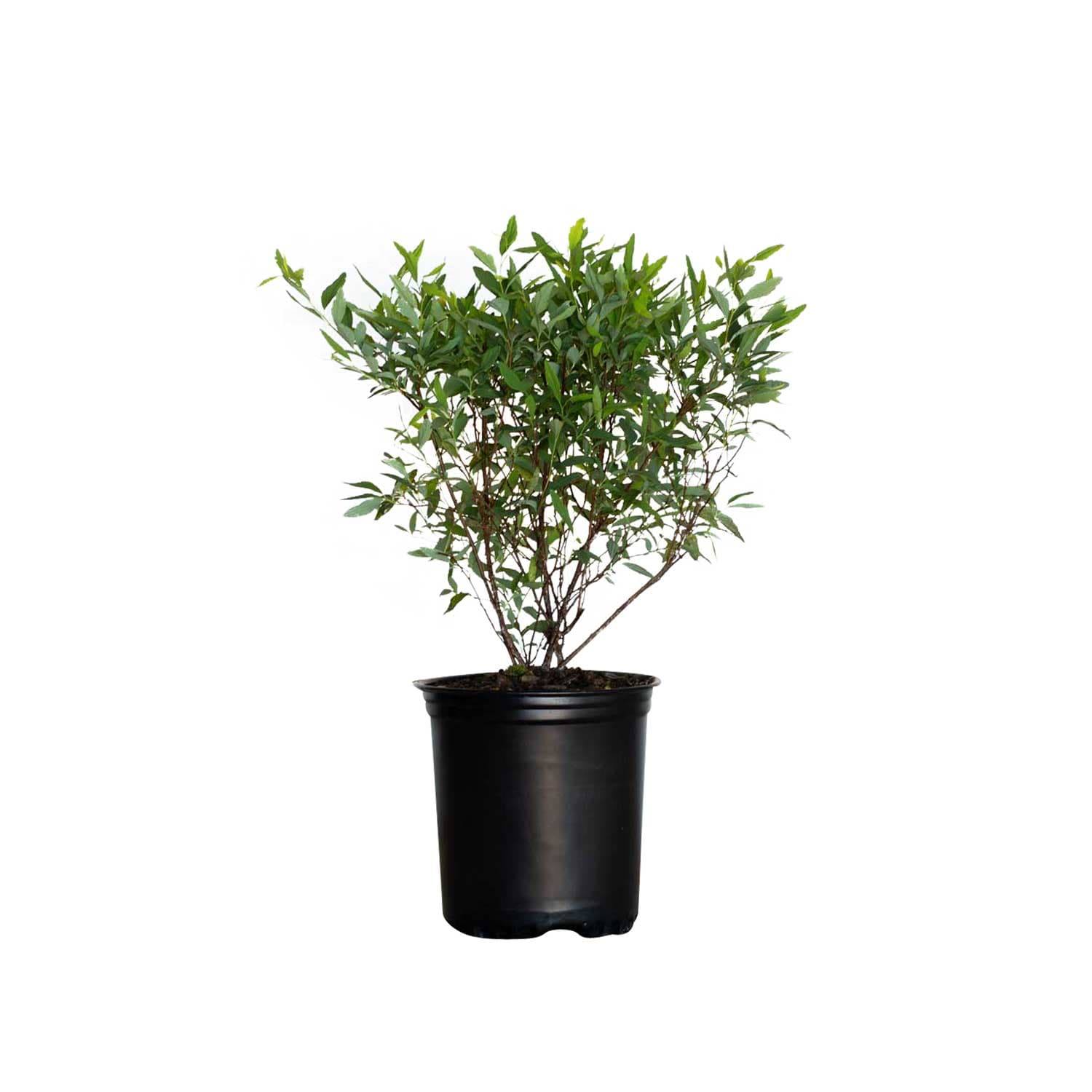 Flowerwood 5380Q-1 Bridal Wreath Reeves Spirea Flowering Shrub in 2.5 -Quart Pot 1 -Pack with White Blooms