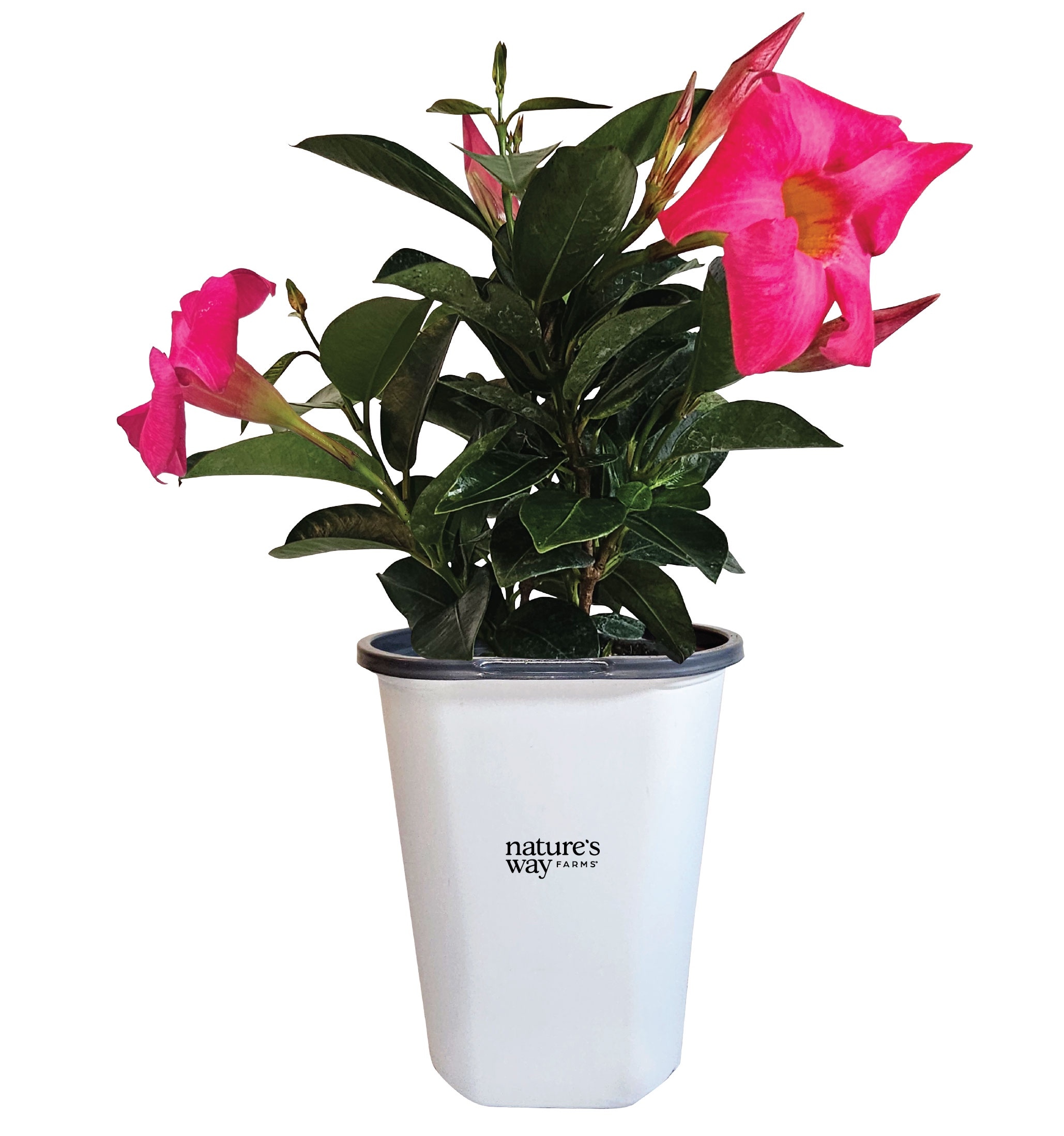 Nature's Way Farms 1.5 -Pint Dipladenia Flowering Shrub with Pink Blooms 1 -Pack