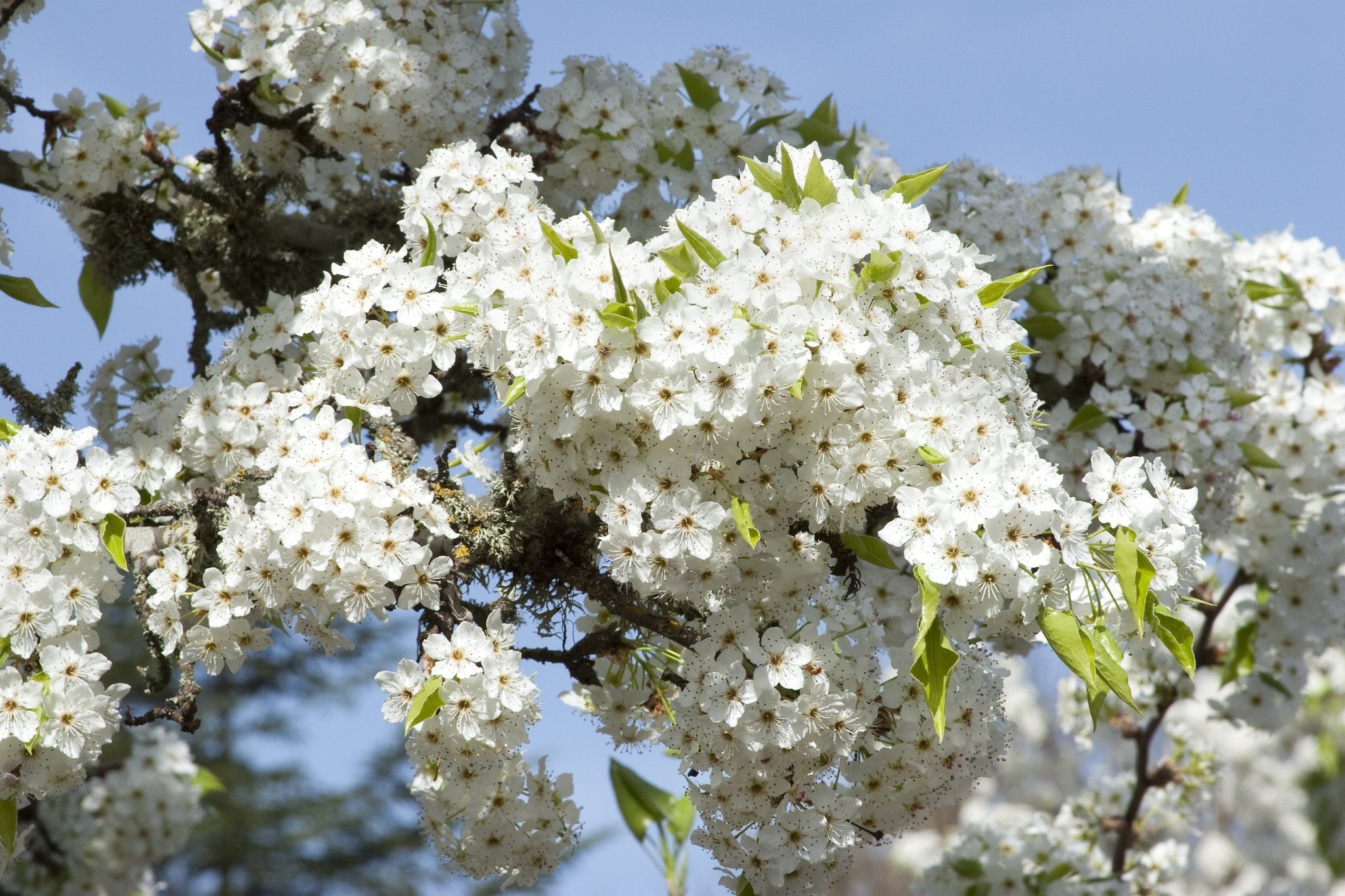  FLPR001 1.0 Pack White Flowering Cleveland Select Flowering Pear Bare root (with soil)