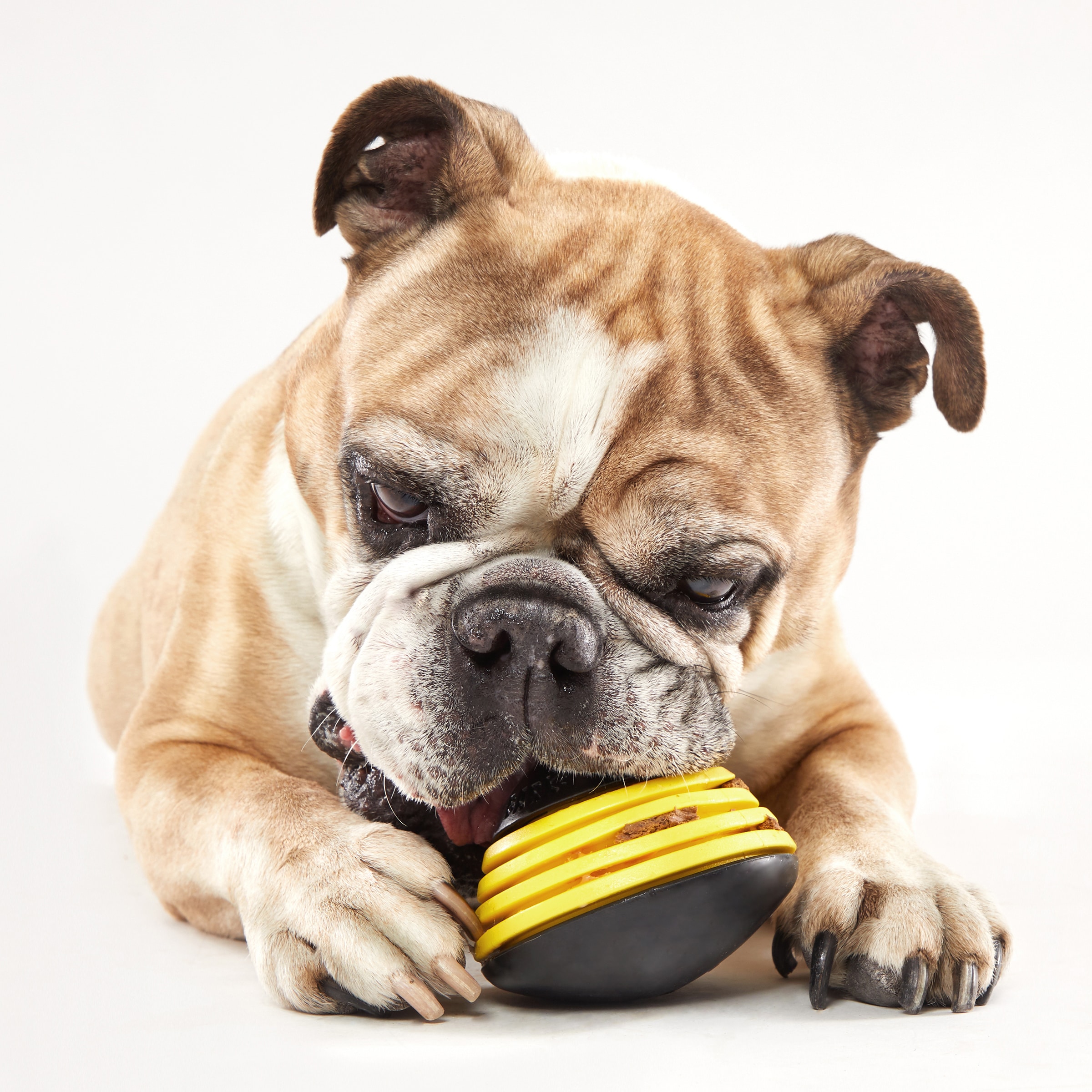 BARK 214994 Dog-Toys - View #4