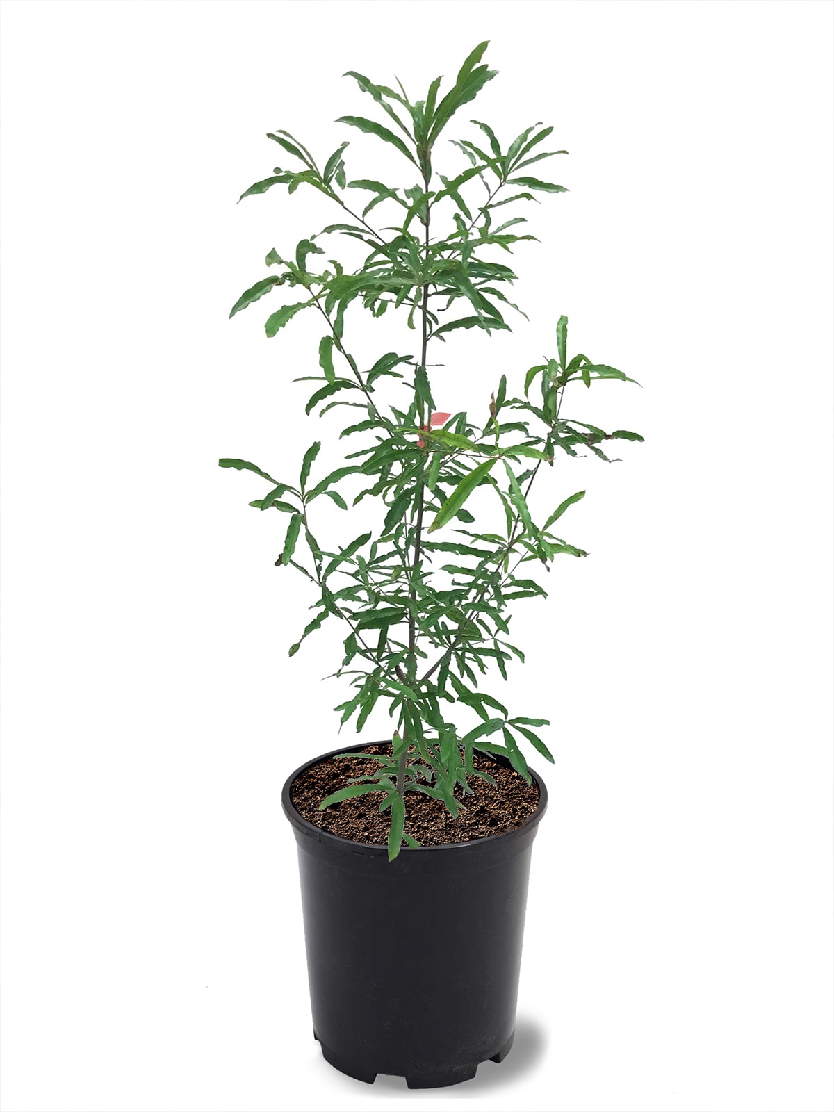 Southern Planters OAKWIL01G 1 -Gallon Shade Willow Oak In pot (with soil)