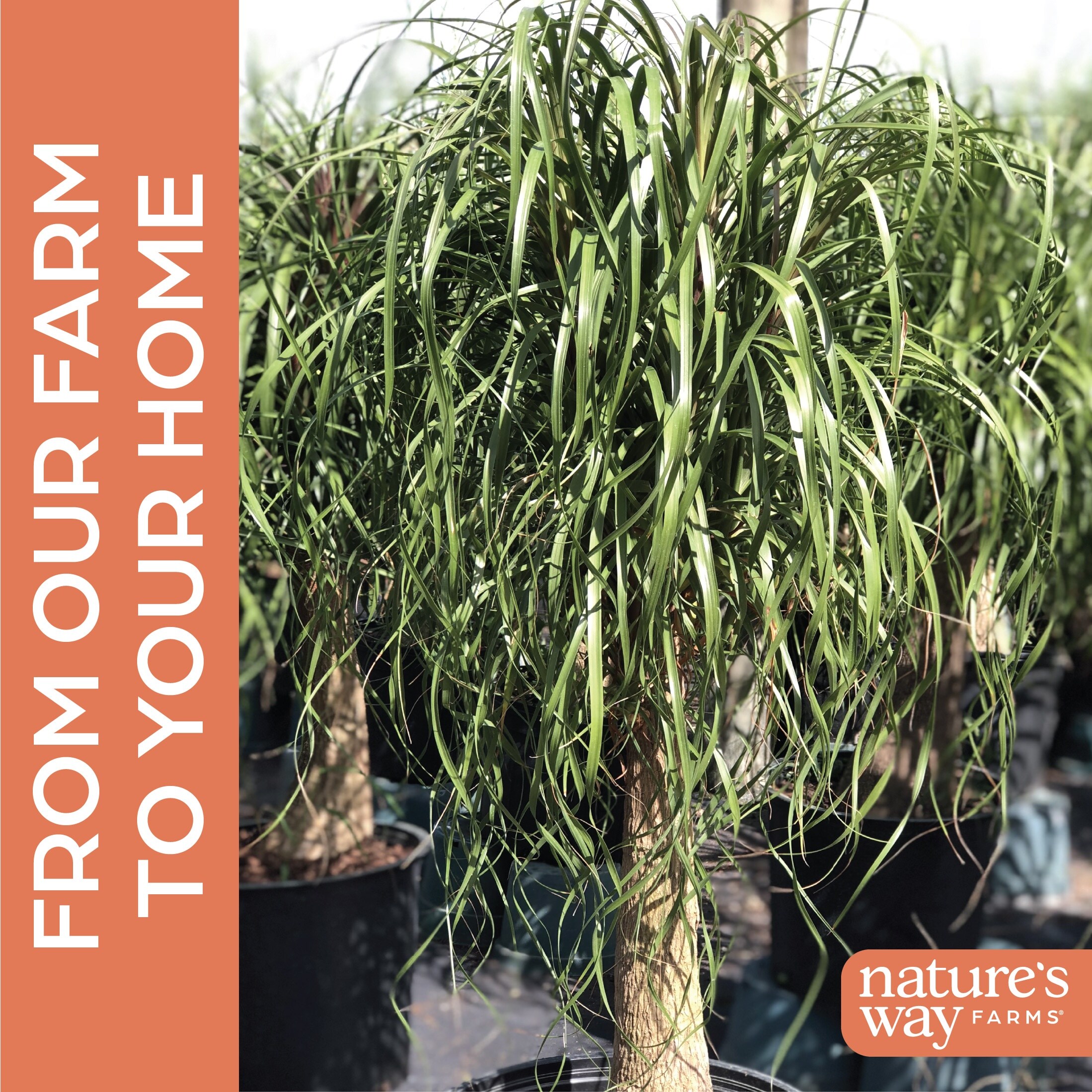 Nature's Way Farms No flowers Ponytail Palm House plant in 10 Inch(es) Pot 1 -Pack one_size | 5807