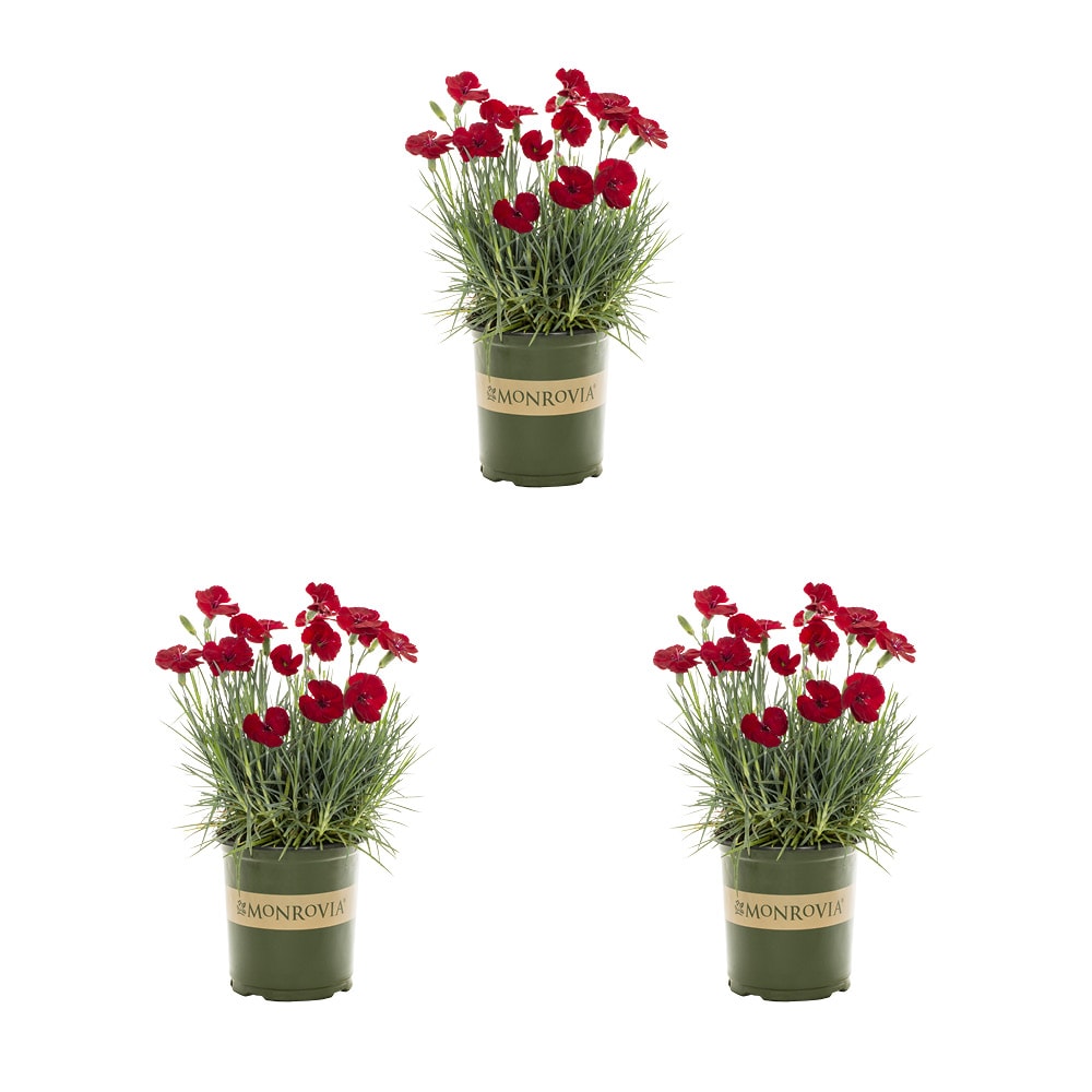 Monrovia 78643 Red Dianthus Plant in 2 -Quart Pot 3.0 -Pack