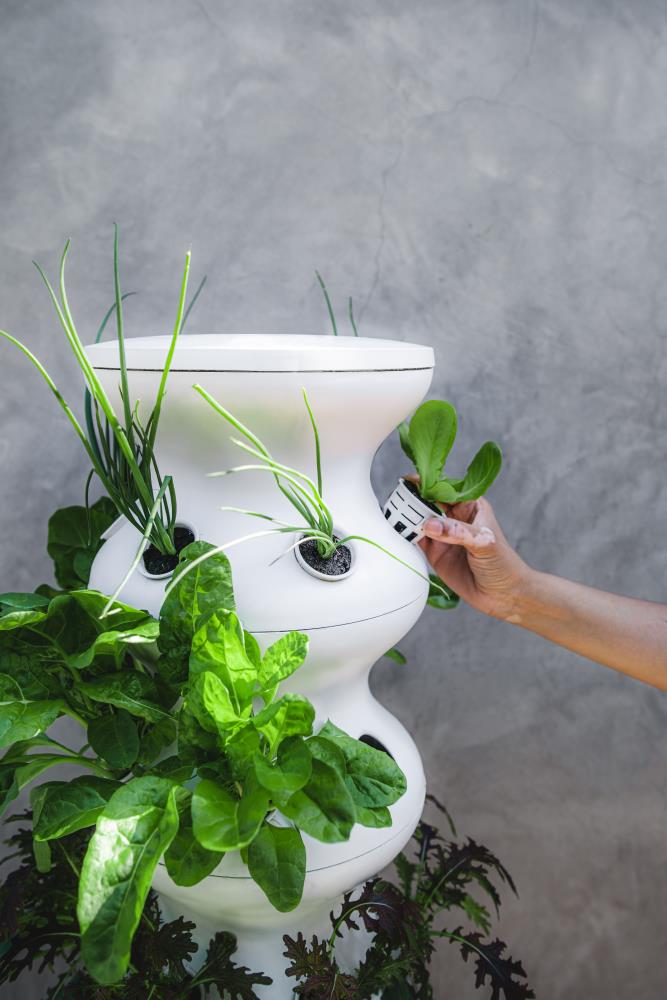 Lettuce Grow LG12-W-SEEDLINGS Hydro-System-Acc - View #2