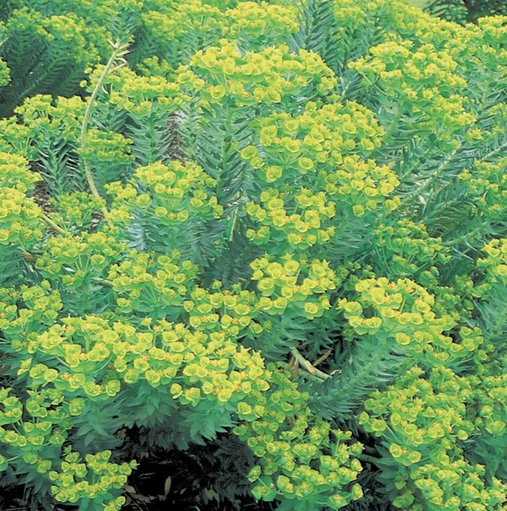Lowe's NURSERY Yellow Mediterranean Spurge Plant in -Gallon Pot