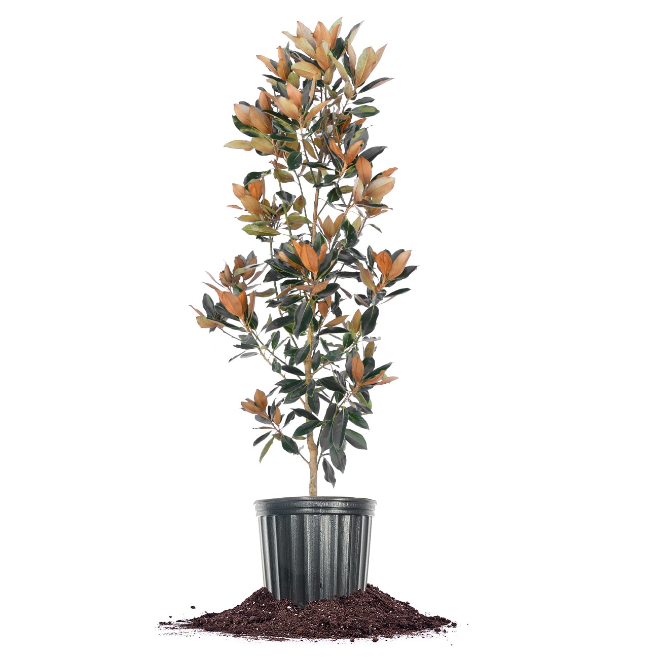 Perfect Plants LOBRACKENBROWN5G 5 -Gallon White Flowering Bracken's Brown Beauty Magnolia In pot (with soil)