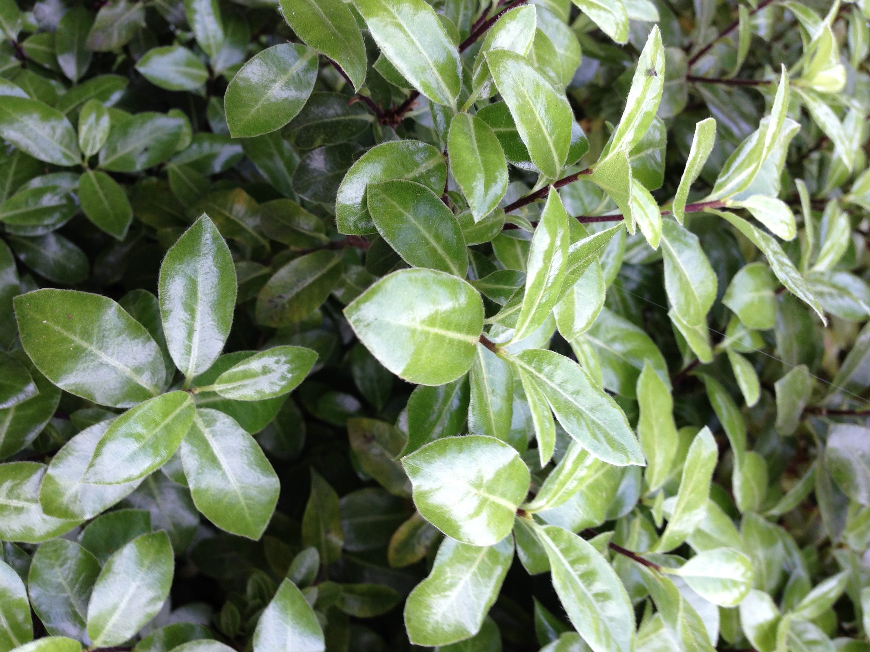 Monrovia 016582 shrubs - View #2