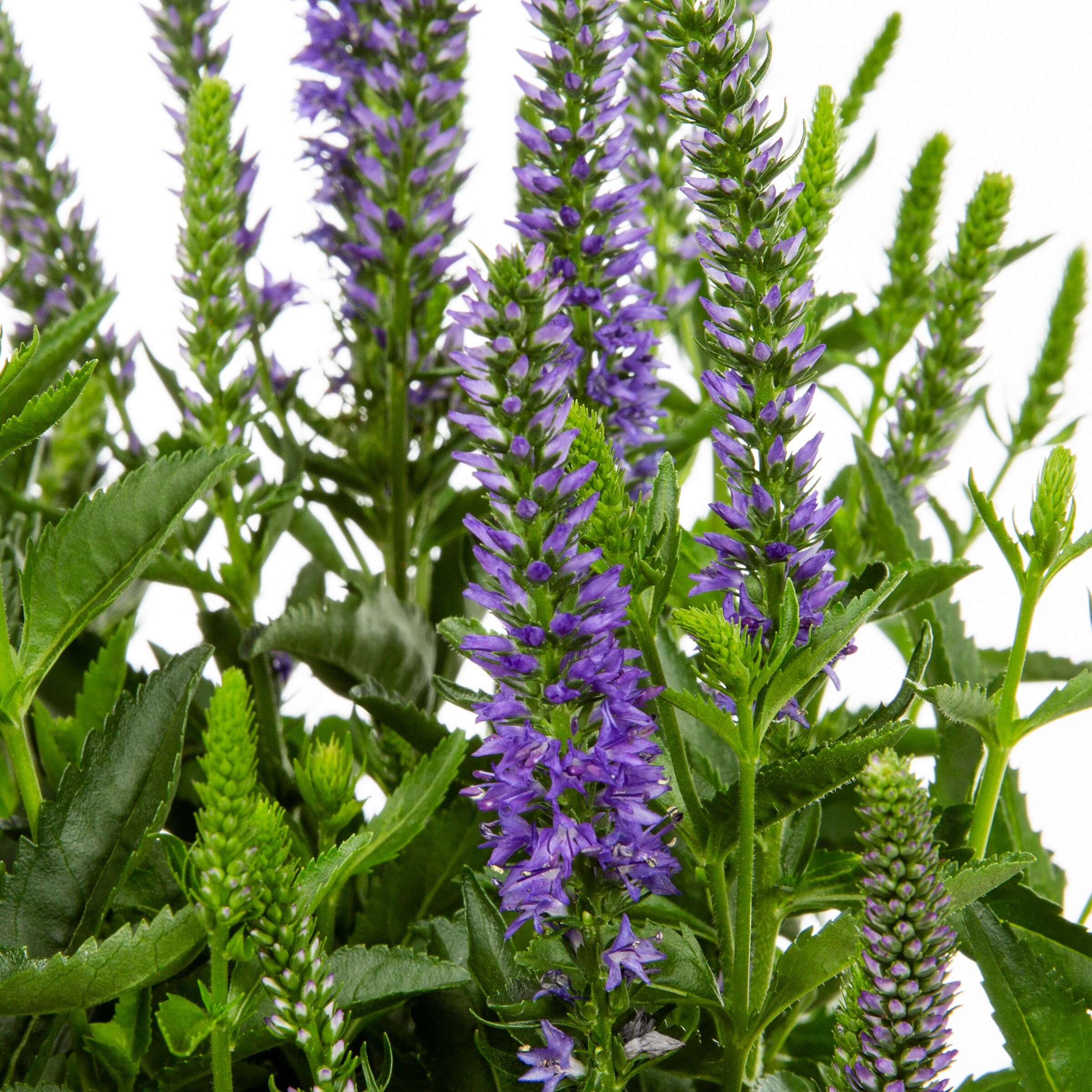 Monrovia Violet Royal Rembrandt Veronica Plant in 2.5-Quart Pot in the ...