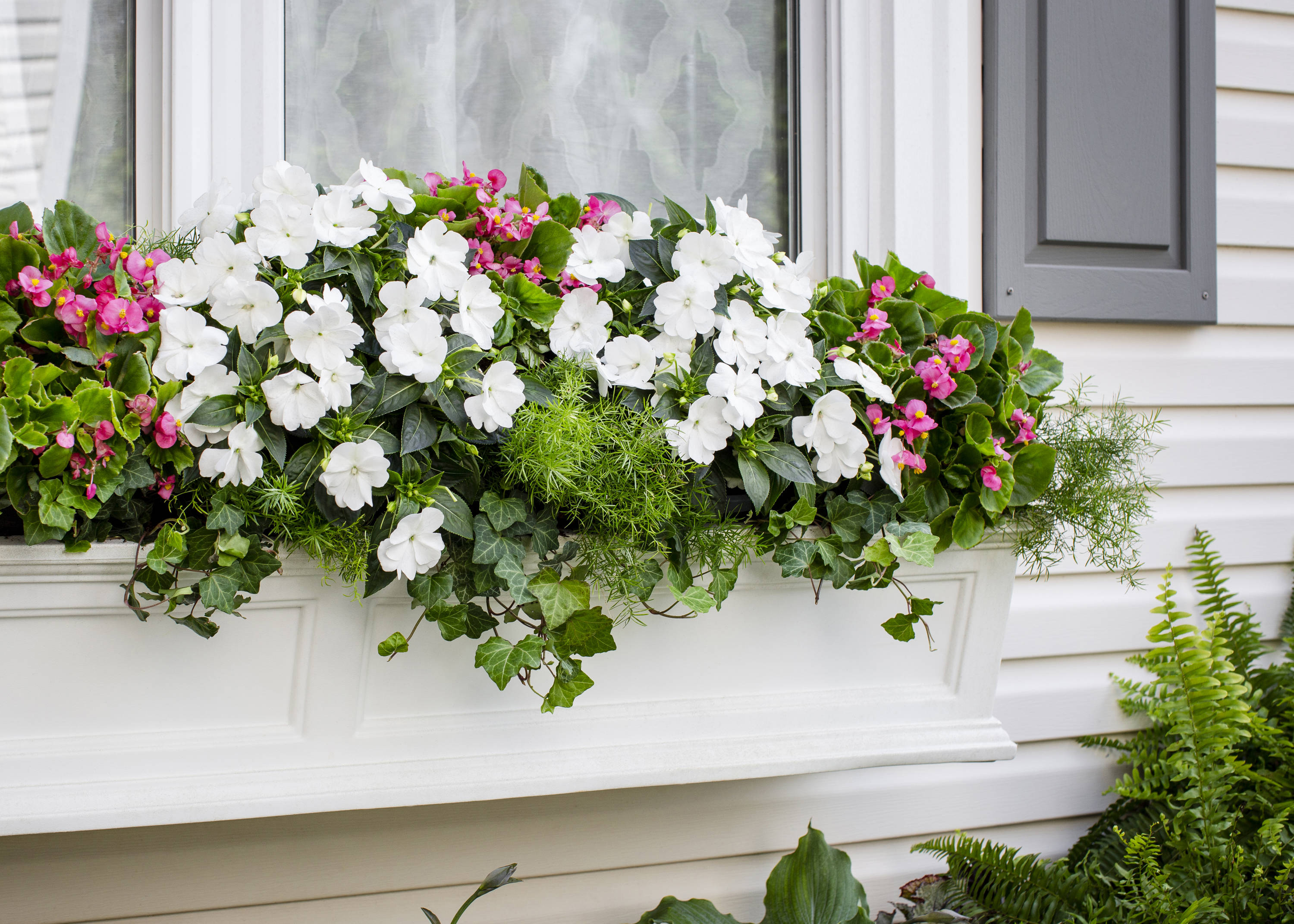 Lowe's 152678 annuals - View #5
