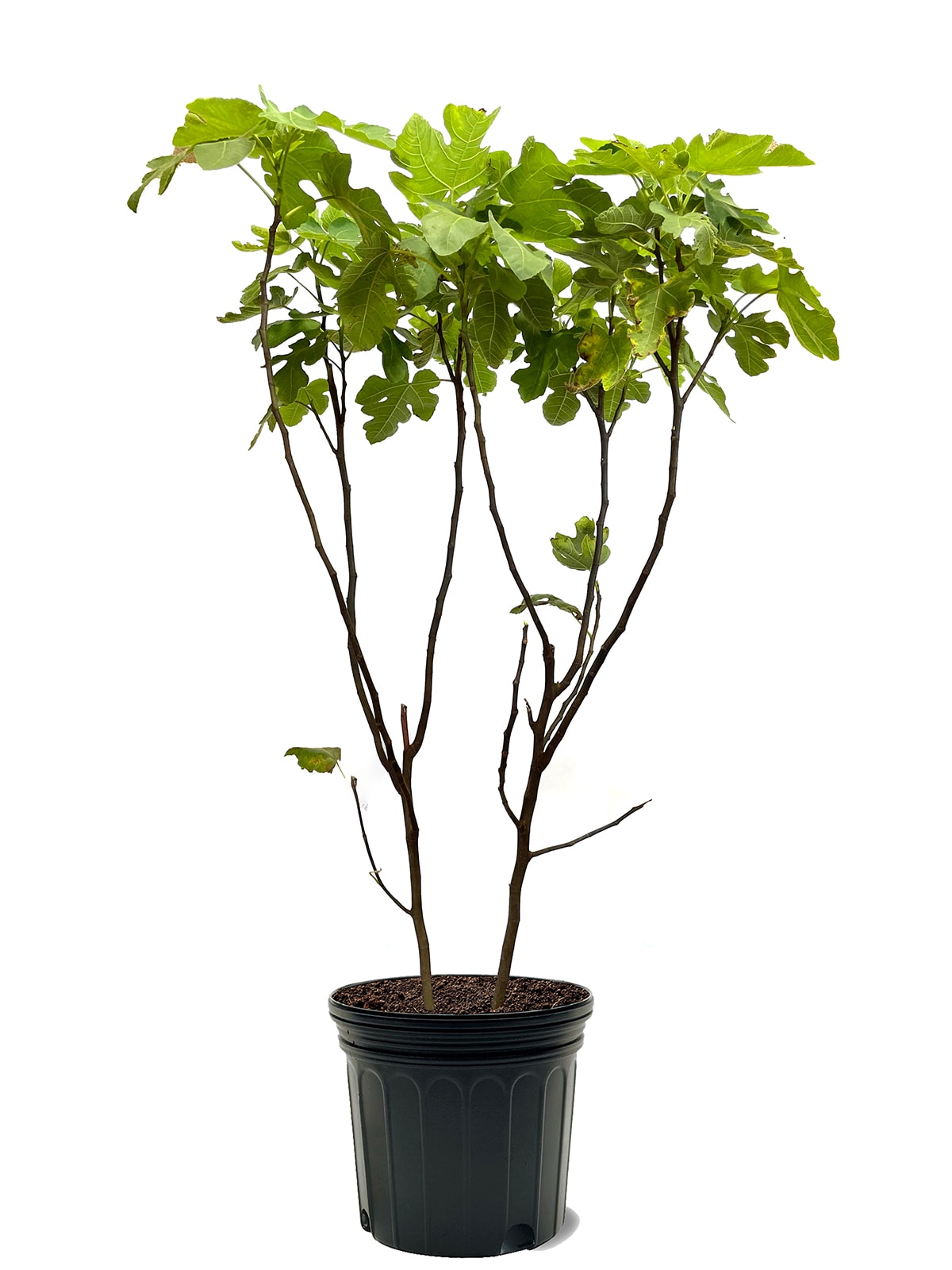 Southern Planters Ficus carica Fig Plant Pot - Full Sun, Attracts ...