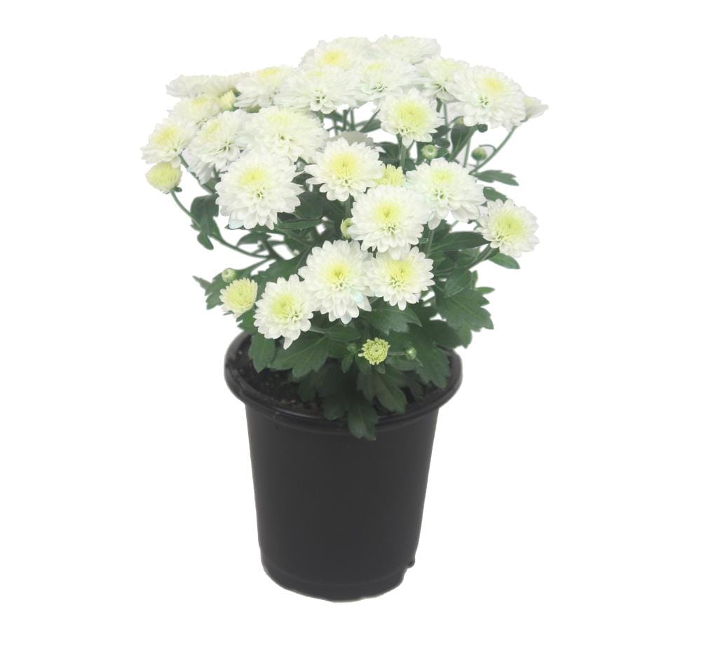 1 Quart White Mum In Pot L5581 At Lowes Com