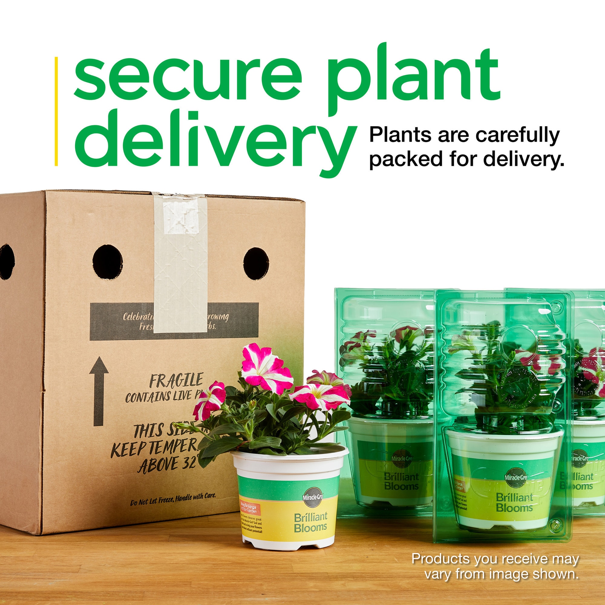 Miracle-Gro 201307 annuals - View #10