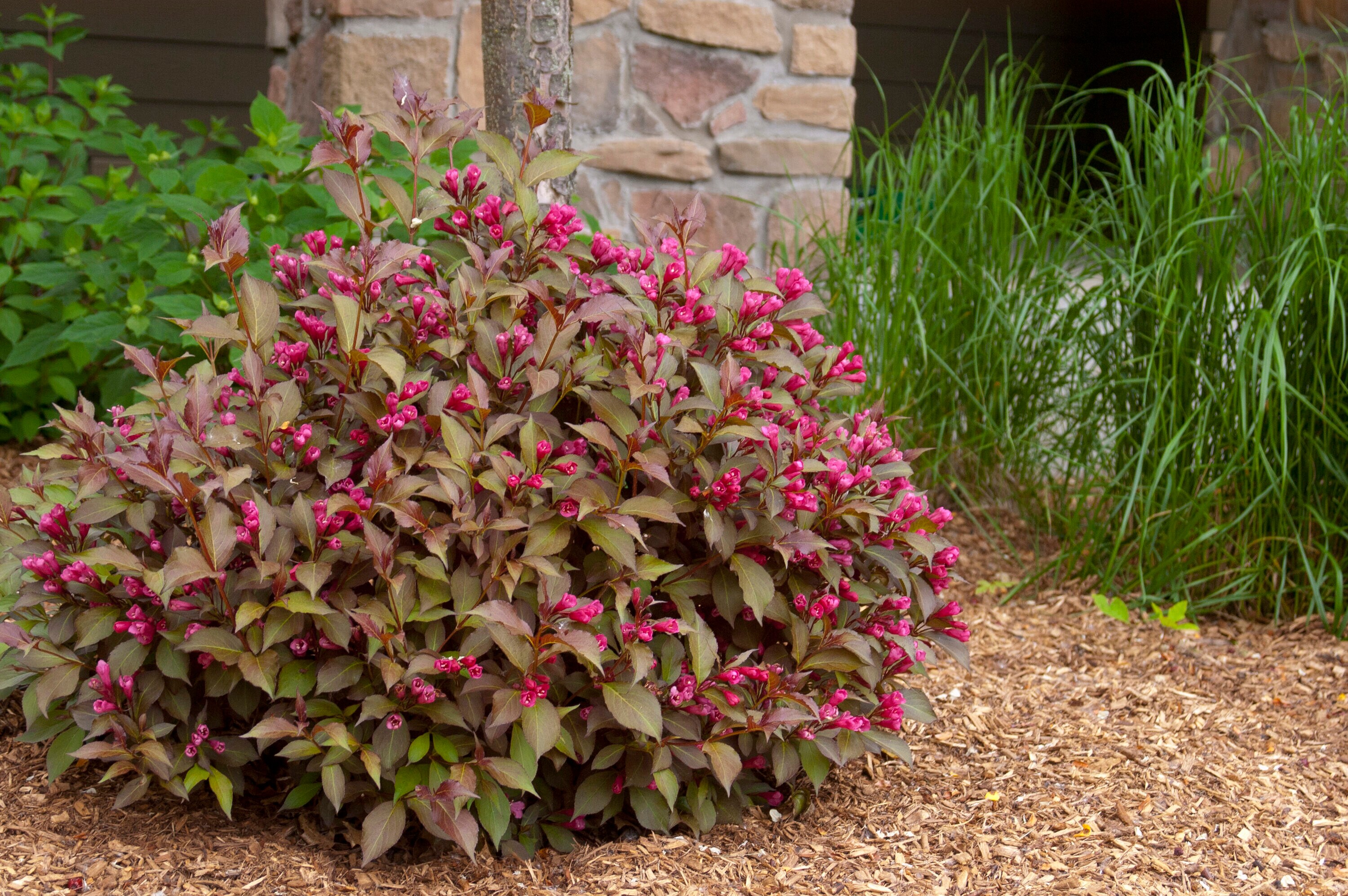 Lowe's NURSERY shrubs - View #4
