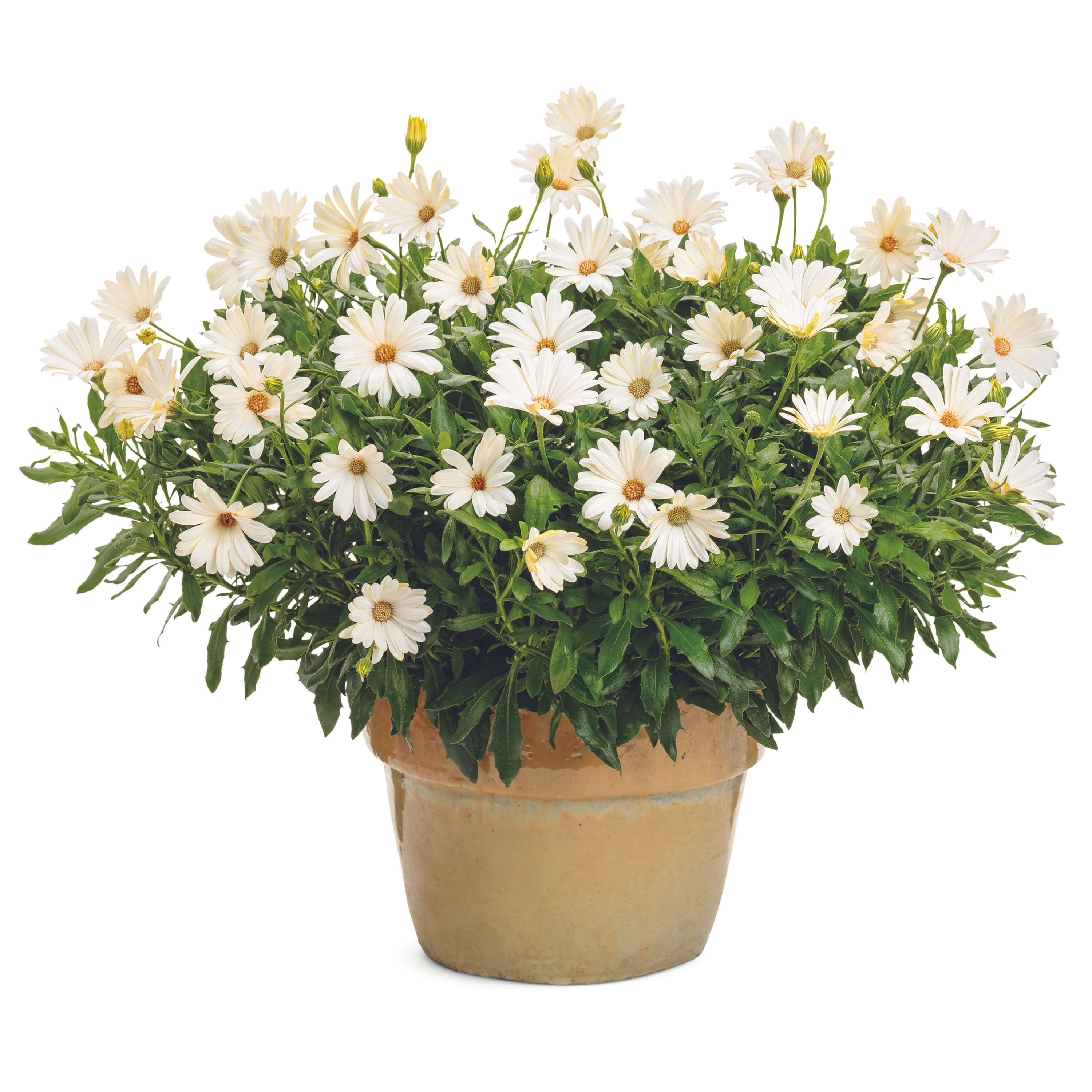 Proven Winners OSTPRW2517504 annuals - View #4
