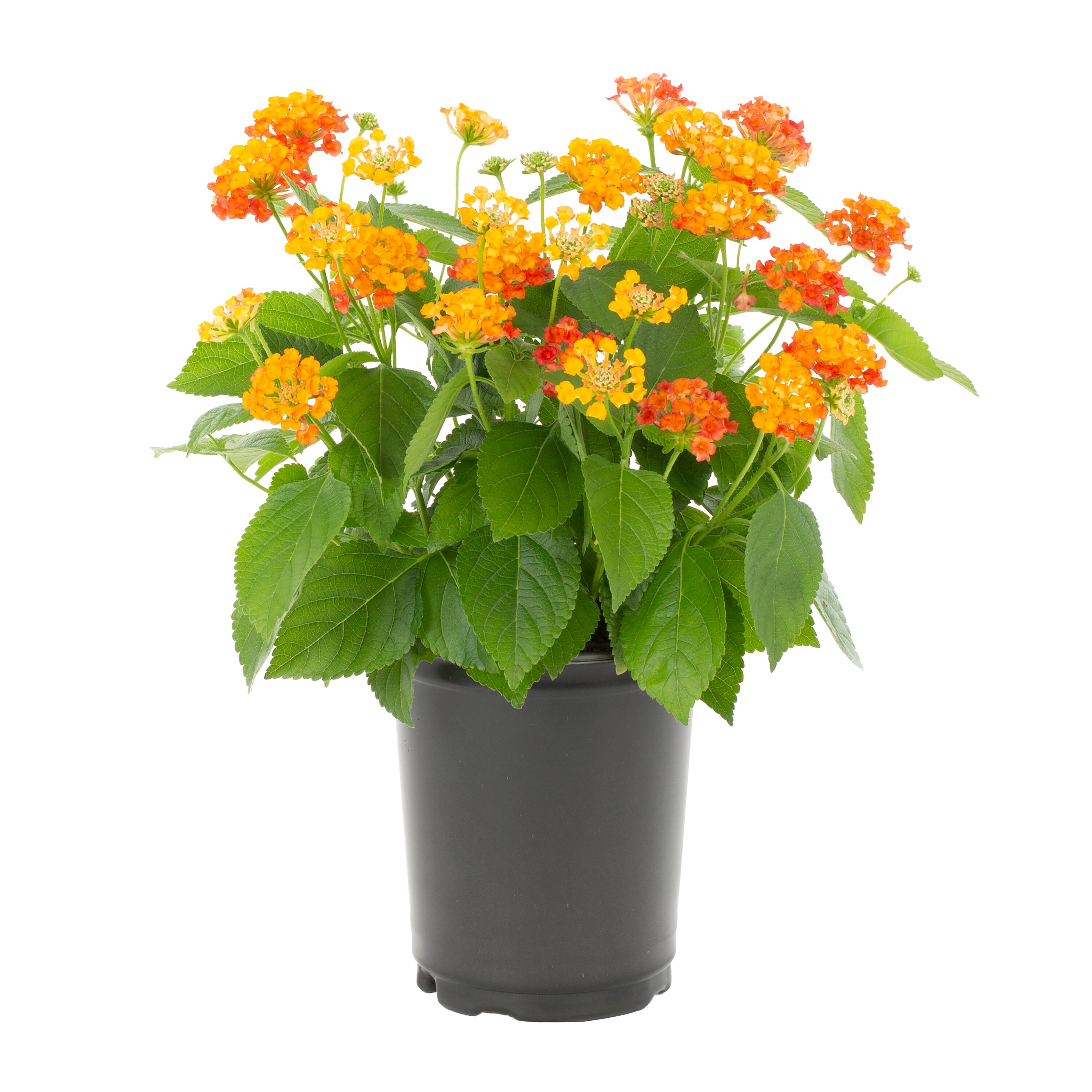 Metrolina Greenhouses 5175 annuals - View #5