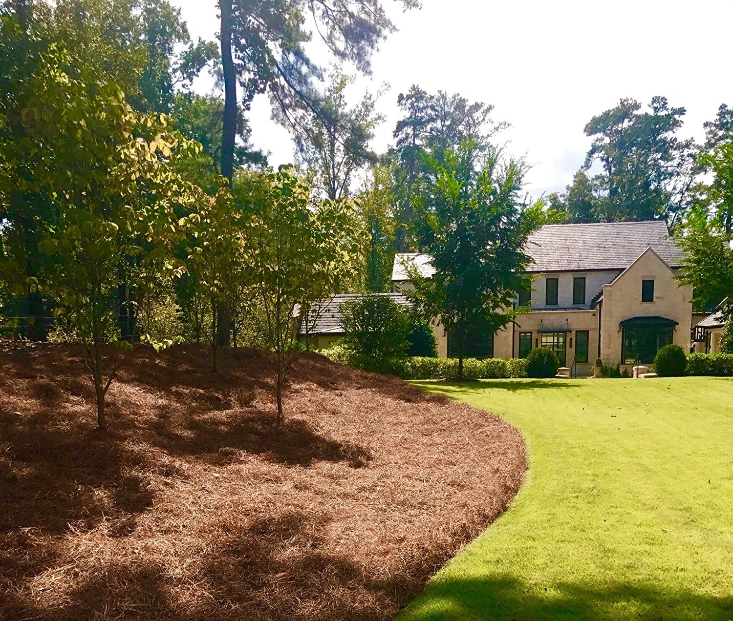  24014 Pine-Needles-Straw-Mulch - View #5