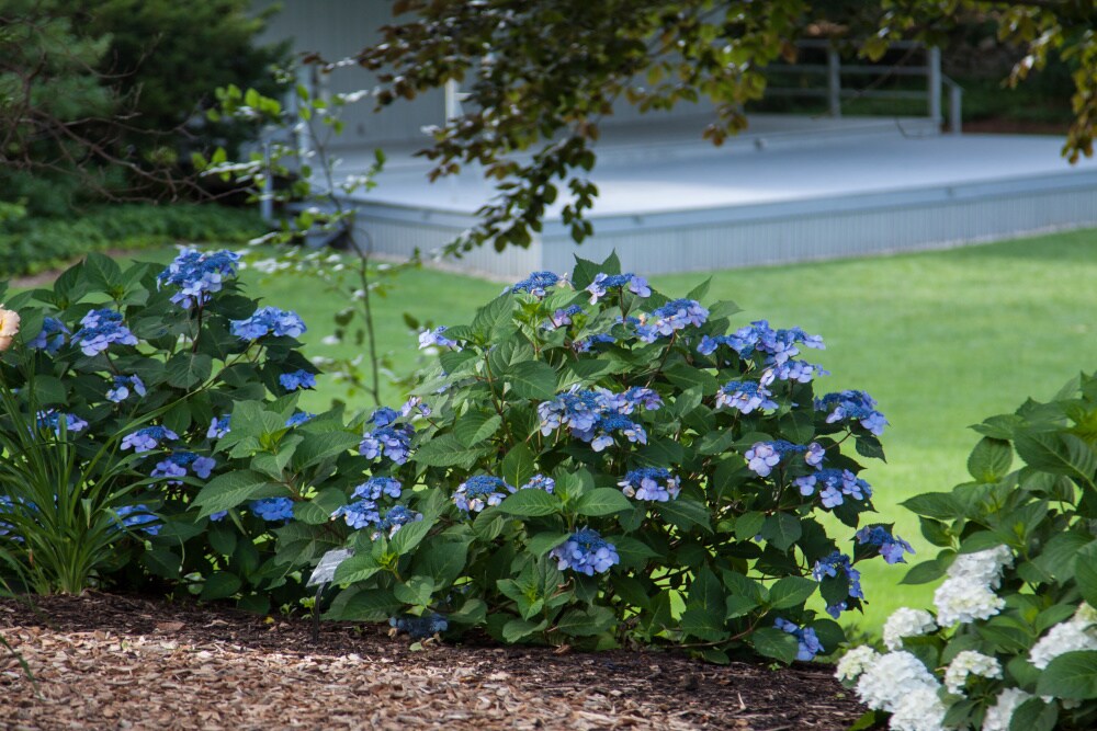 Spring Hill Nurseries Tellers Blue Hydrangea Blue Flowering Shrub In 1 ...