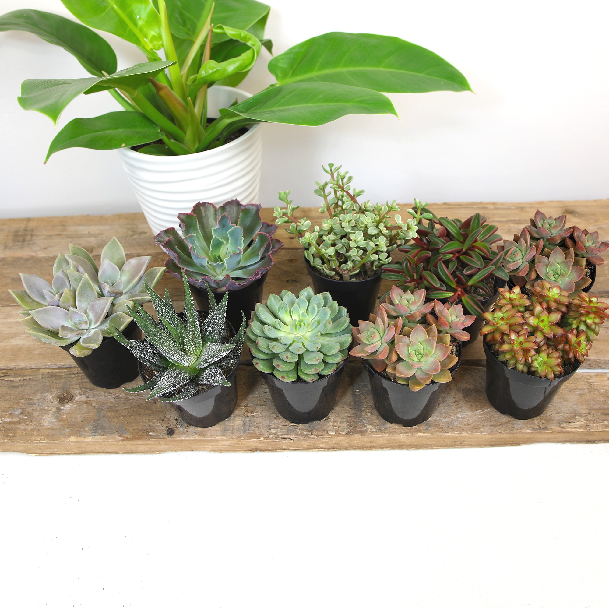 Altman Plants 0873253 Cacti-Succulents - View #4