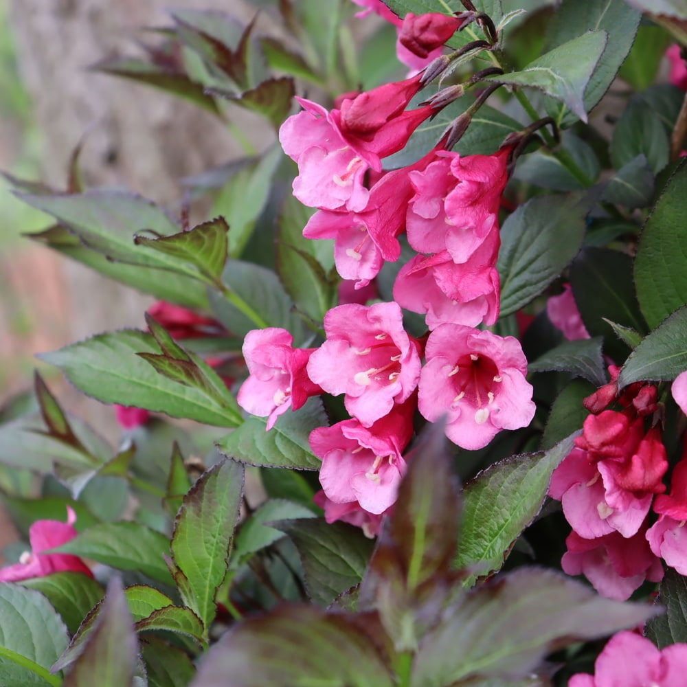 Proven Winners WEIPRC1146101 shrubs - View #2