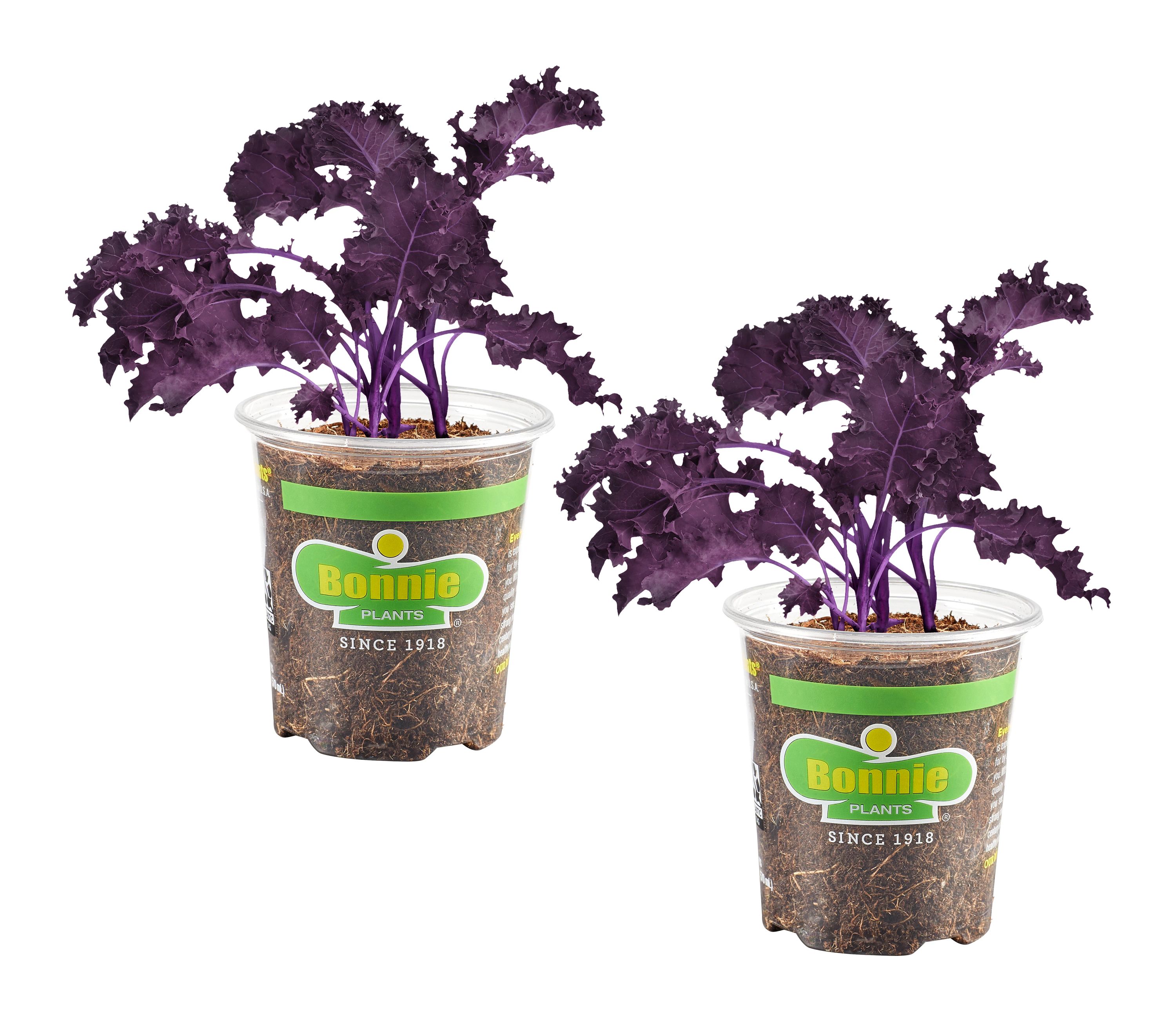 Bonnie Plants 207800 Purple Kale Plant in Pot