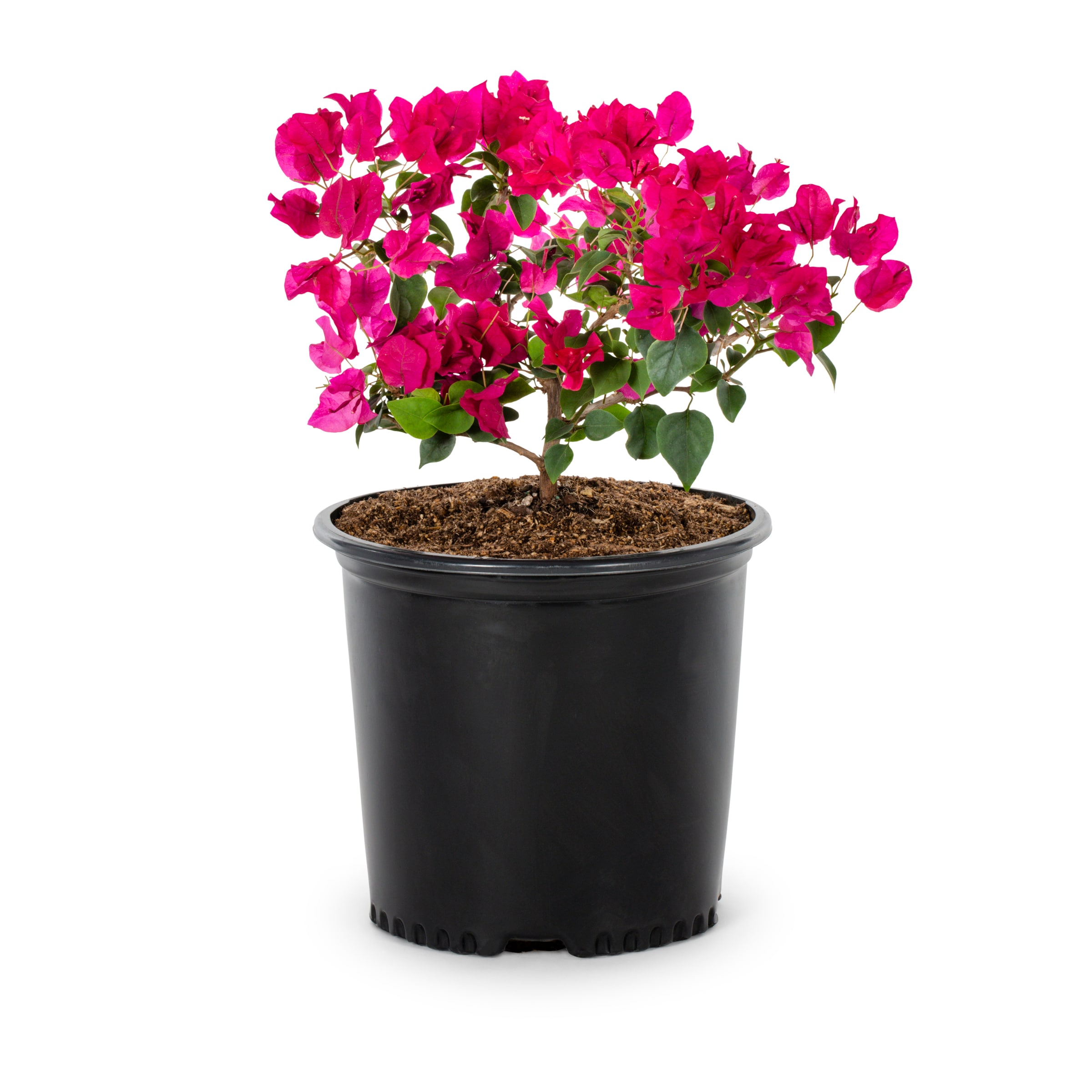 Lowe's NURSERY Hybrid Bougainvillea Flowering Shrub in 2.25 -Gallon Pot with Multicolor Blooms