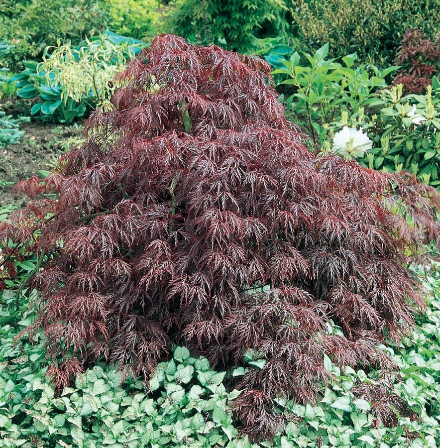  NURSERY 1.6-Gallon Red Feature Tree Inaba Shidare Japanese Maple In Pot (With Soil)