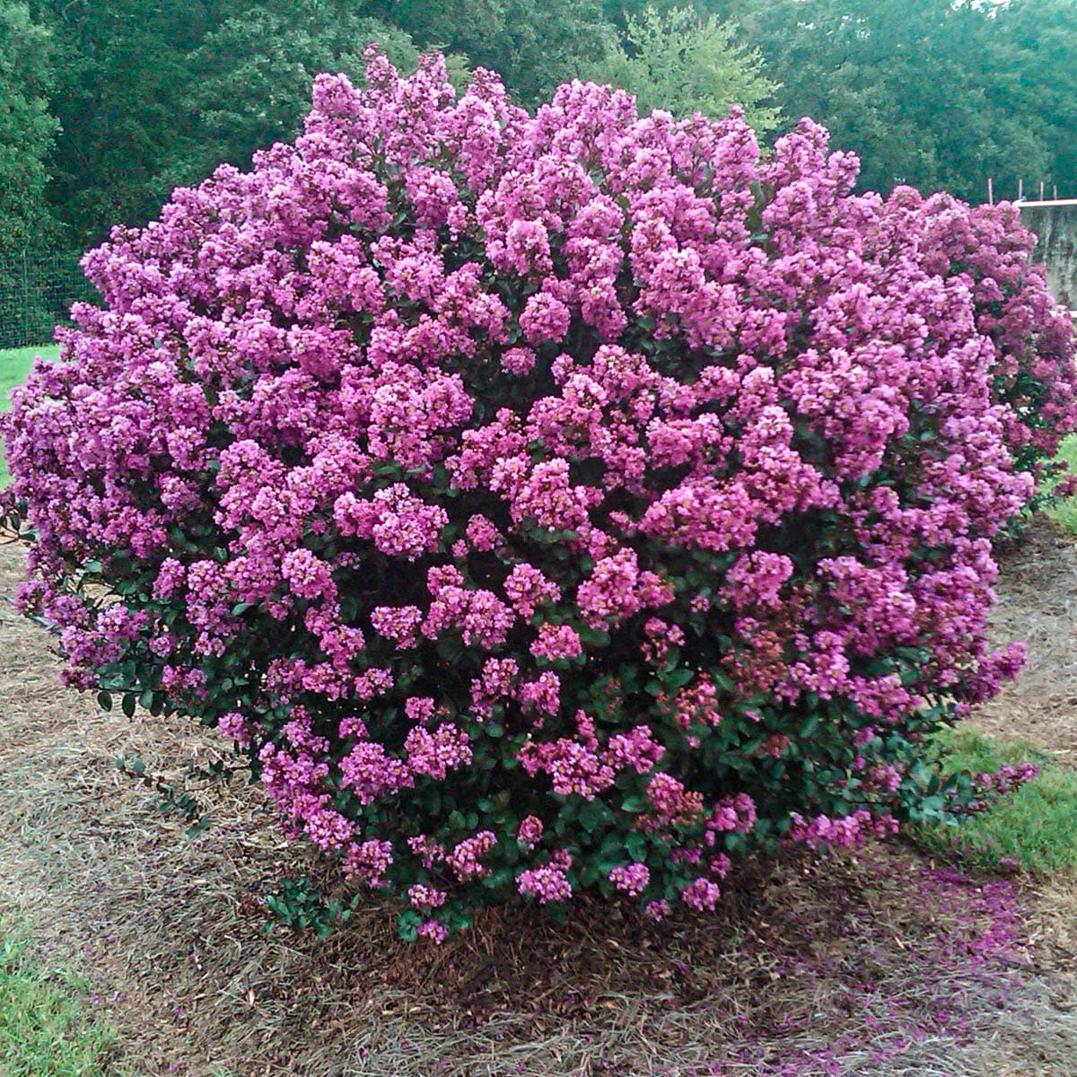 Spring Hill Nurseries 92343 shrubs - View #2