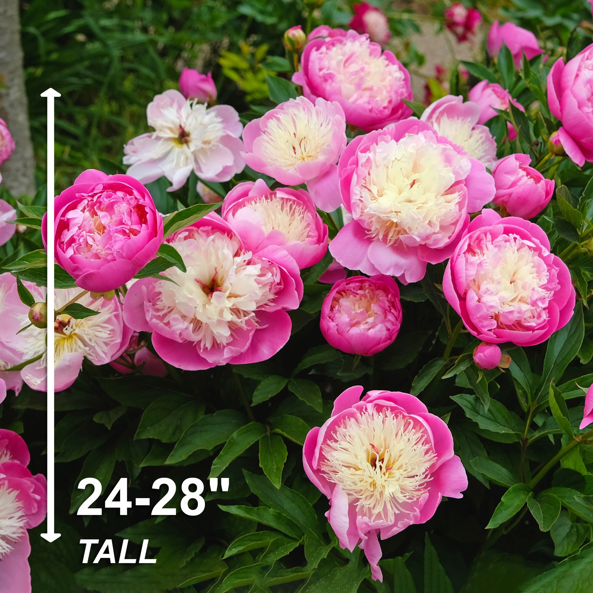 Garden State Bulb ECS-73-06-02 Plant-Bulbs - View #5