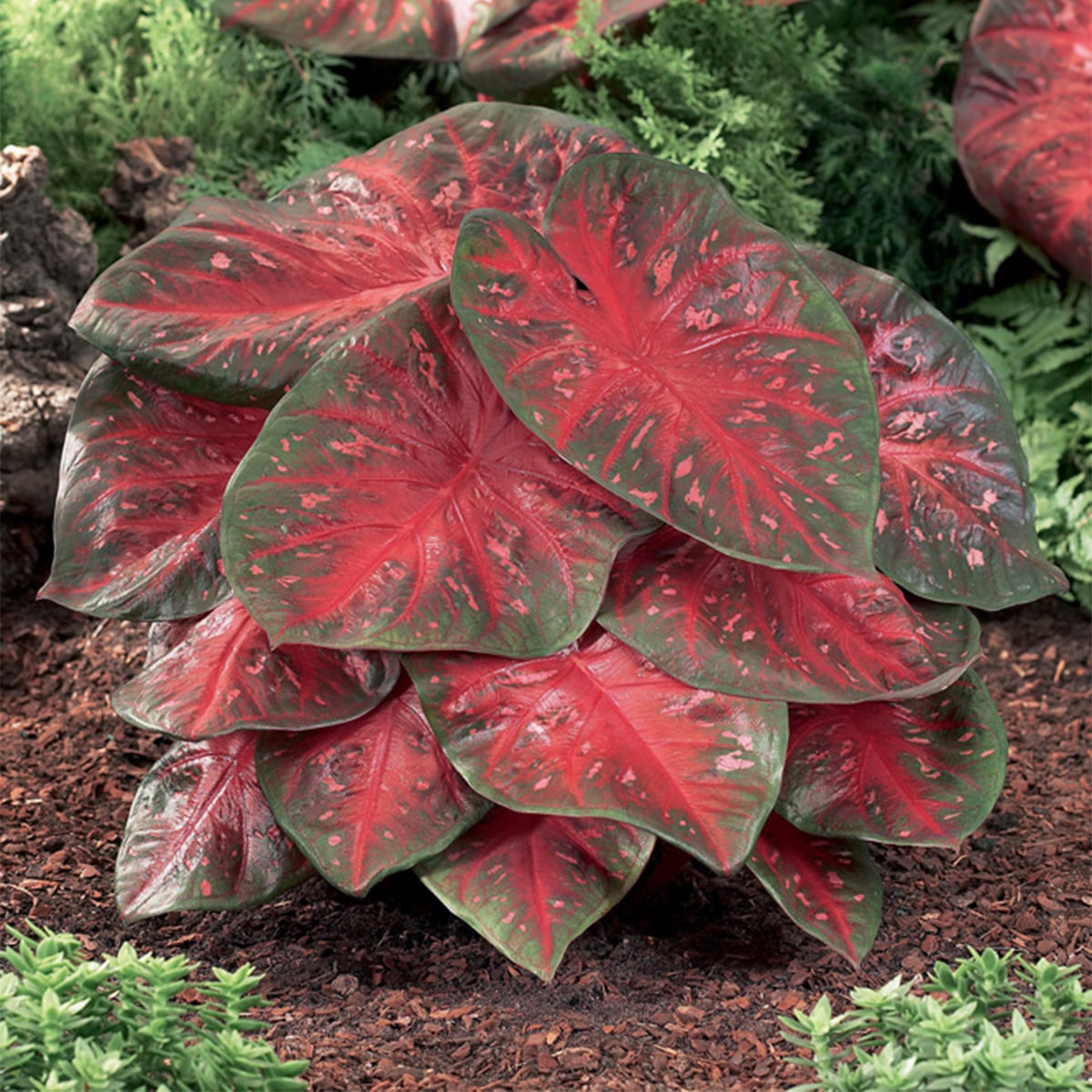 Van Zyverden 84753 Red Caladiums Fancy Leaf Red Flash Bulbs 3 Count