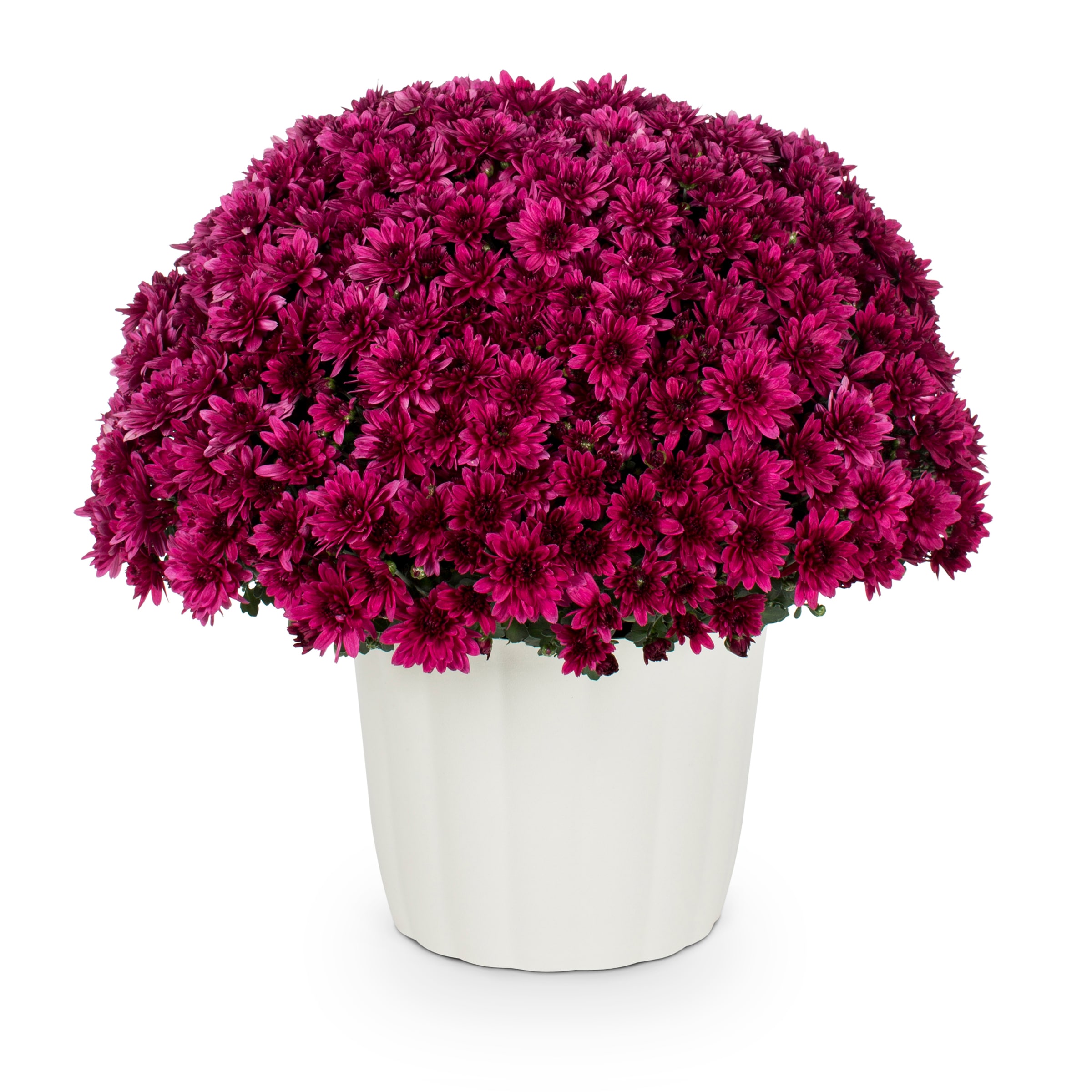 Lowe's Purple Mum in 3-Quart Planter NURSERY at Lowes.com