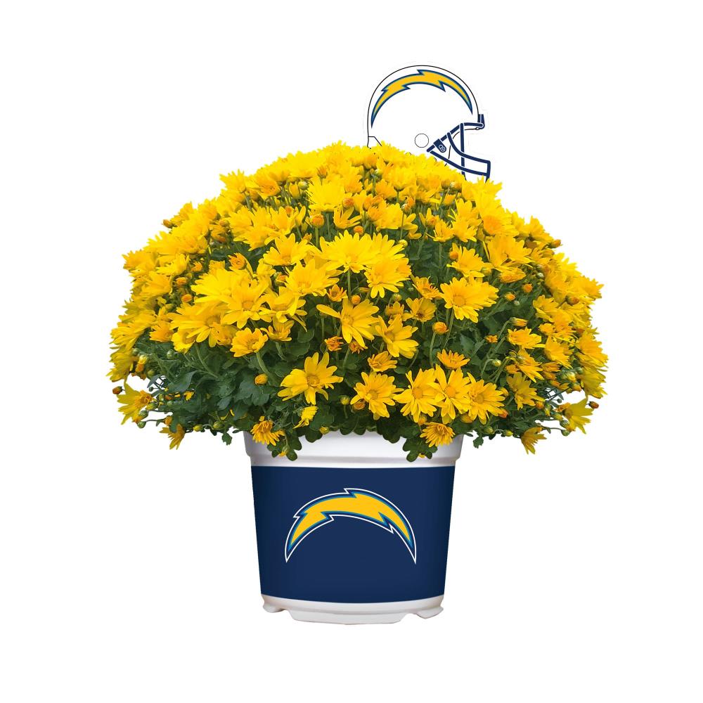 Sporticulture PLNF19LAC Yellow Fall Mums in Planter