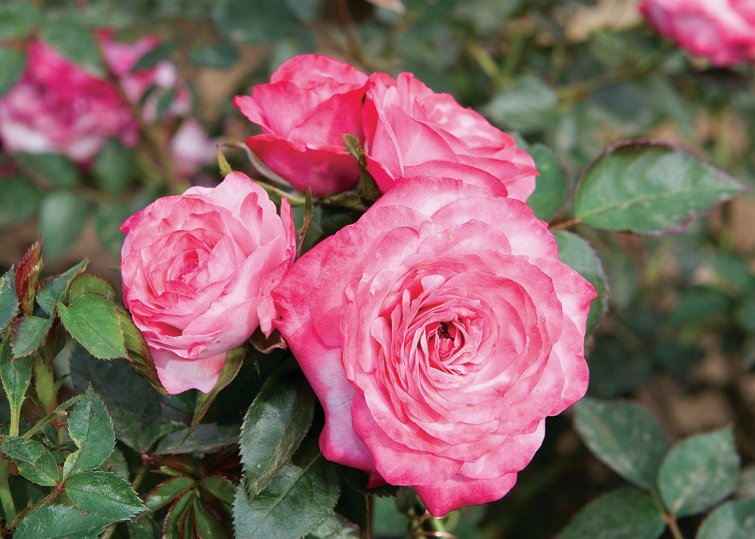 National Plant Network LW1602 roses - View #4
