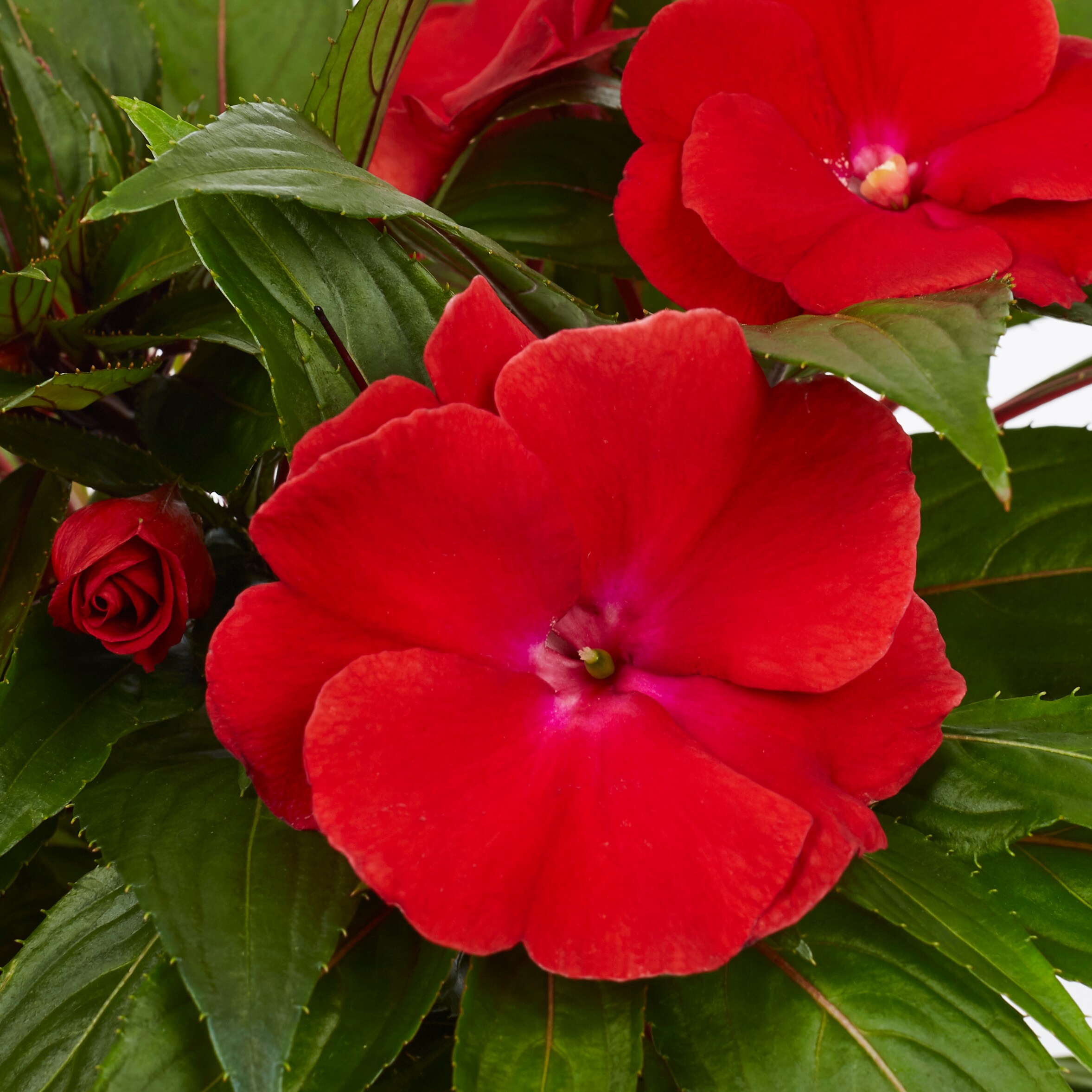 Monrovia 214203 annuals - View #2