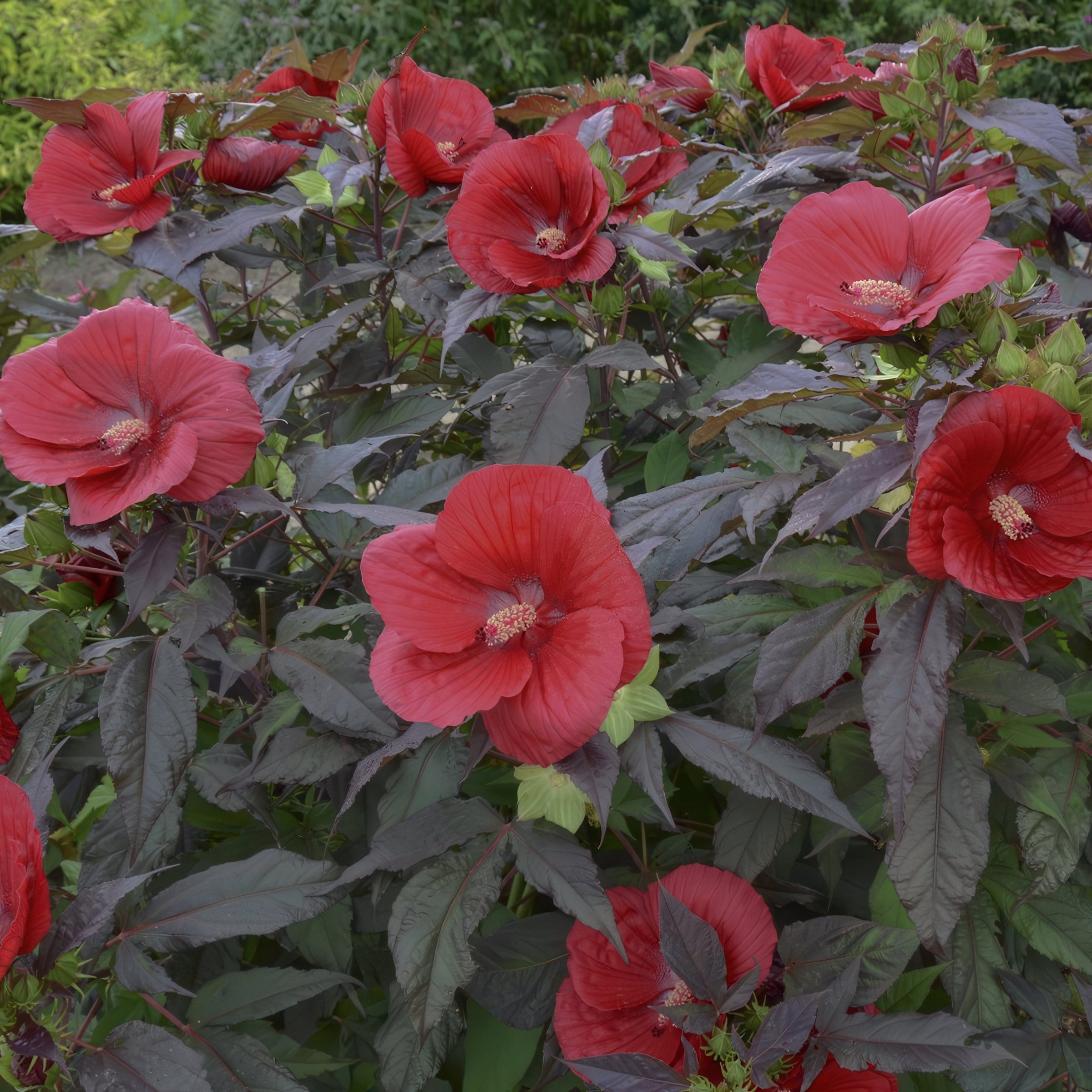 National Plant Network LW1992 perennials - View #8