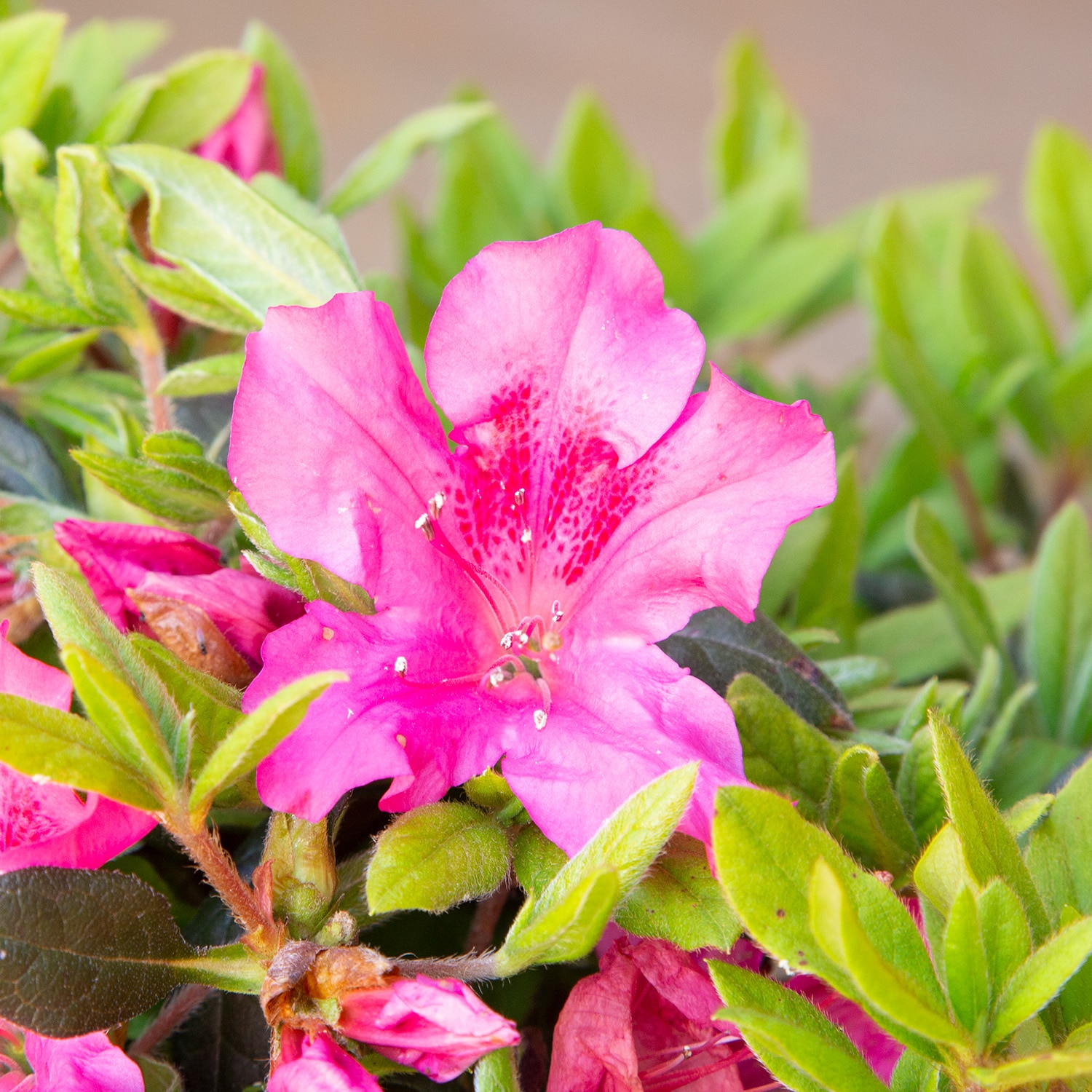 Encore Azalea Pink Autumn Sangria Azalea Flowering Shrub in 1-Gallon ...