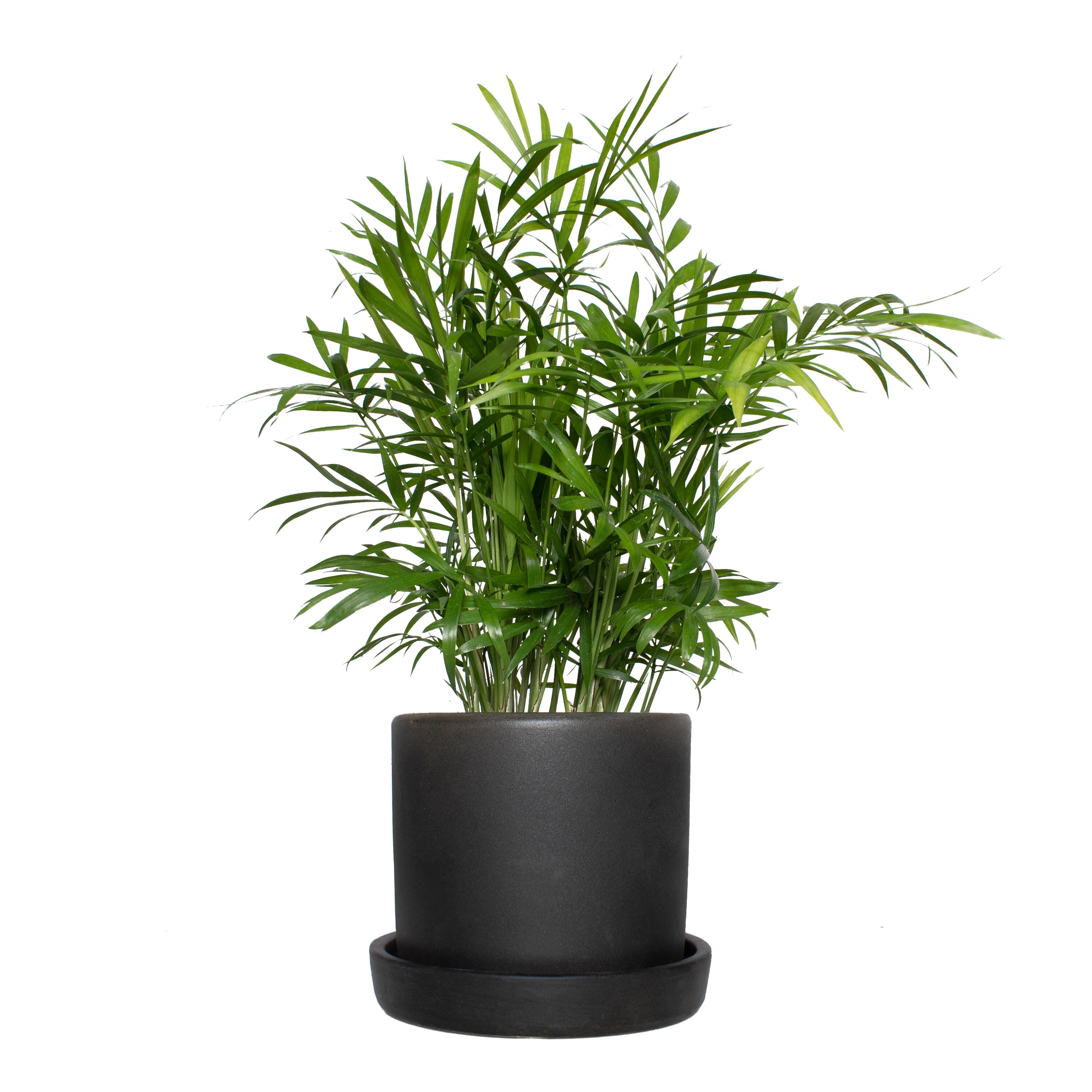 National Plant Network LW4692 Parlor Palm House plant in 5 Inch(es) Pot 1.0 -Pack