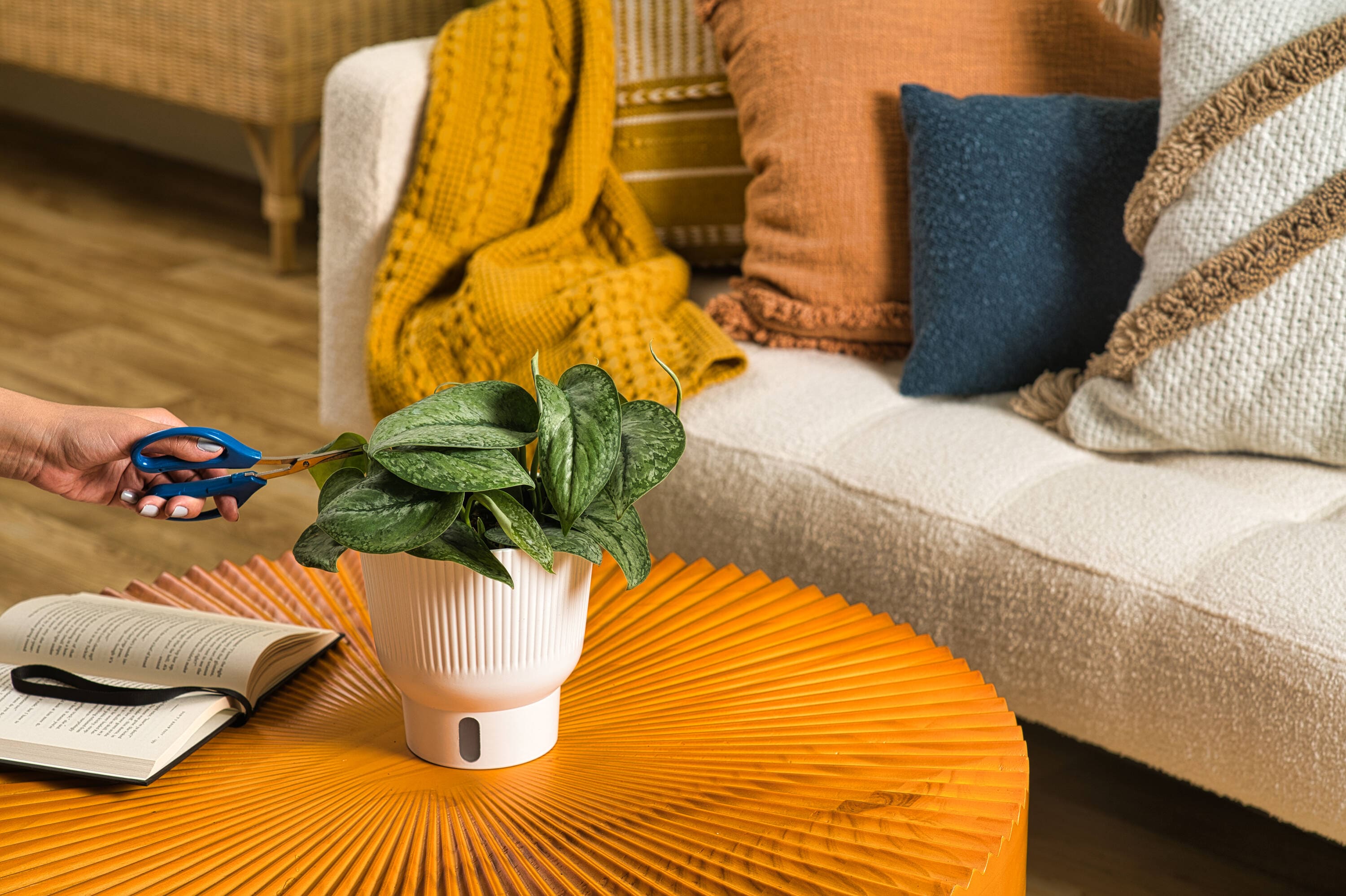 Costa Farms 5991768 hseplants - View #6