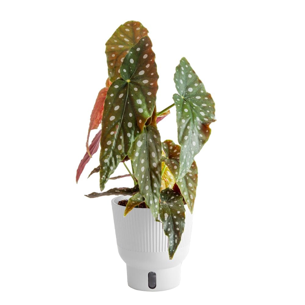 Costa Farms M-BEG-S-MWG-01-LW Trending Tropicals Begonia Maculata House plant in 6 Inch(es) Self-watering pot 1 -Pack