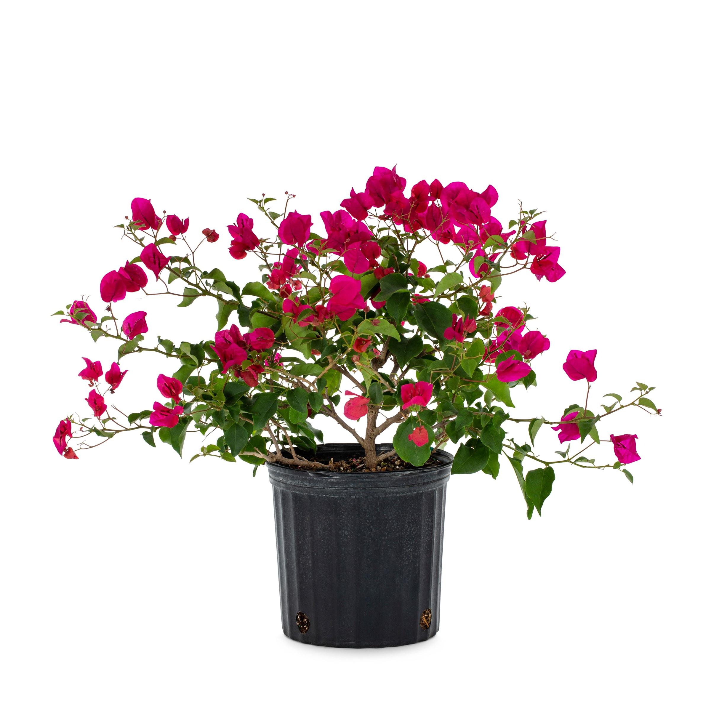 Lowe's Multicolor Bougainvillea Flowering Shrub in 2-Gallon Pot in the ...