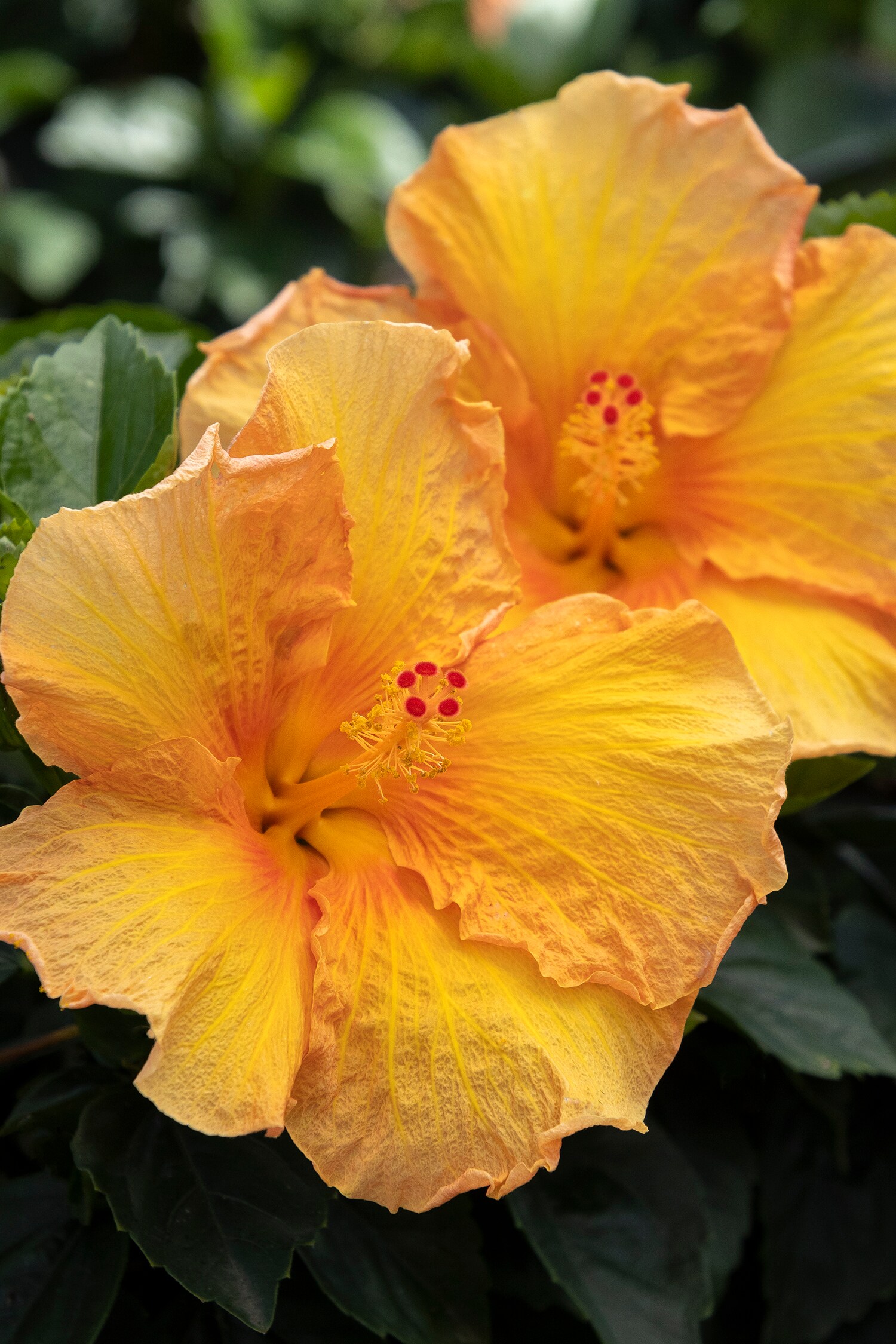 Monrovia 436462 Jazzy Jewel Amber Hibiscus Flowering Shrub in 1.73 -Gallon Pot 1 -Pack with Orange Blooms
